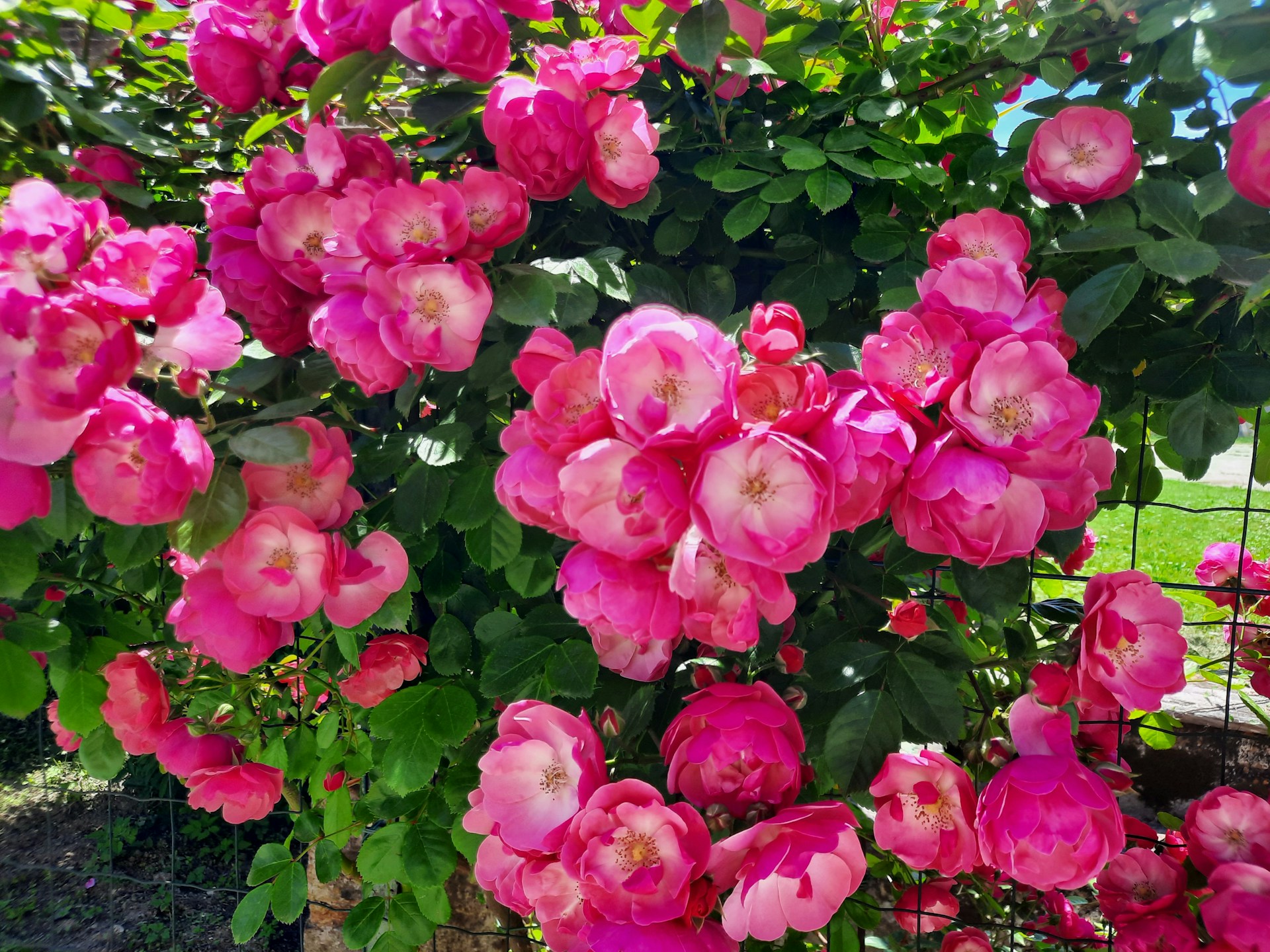 Un rosal rosa | Fuente: Unsplash