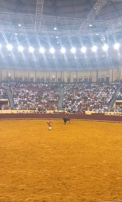 Imágenes previas al momento en que el toro embistió a Manuel María Trindade en la corrida | Fuente: x.com/porqueTTarg
