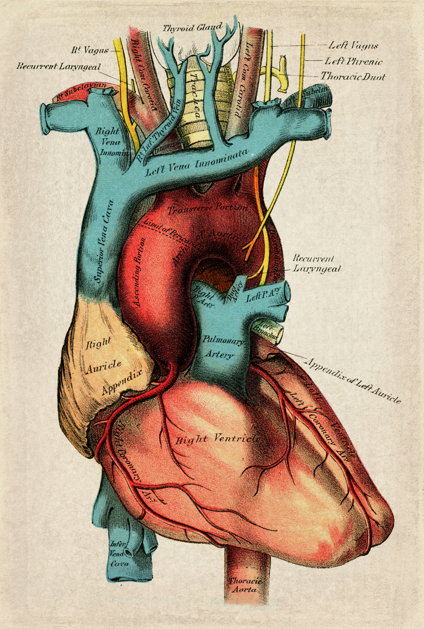 Ilustración de un corazón humano | Fuente: Getty images