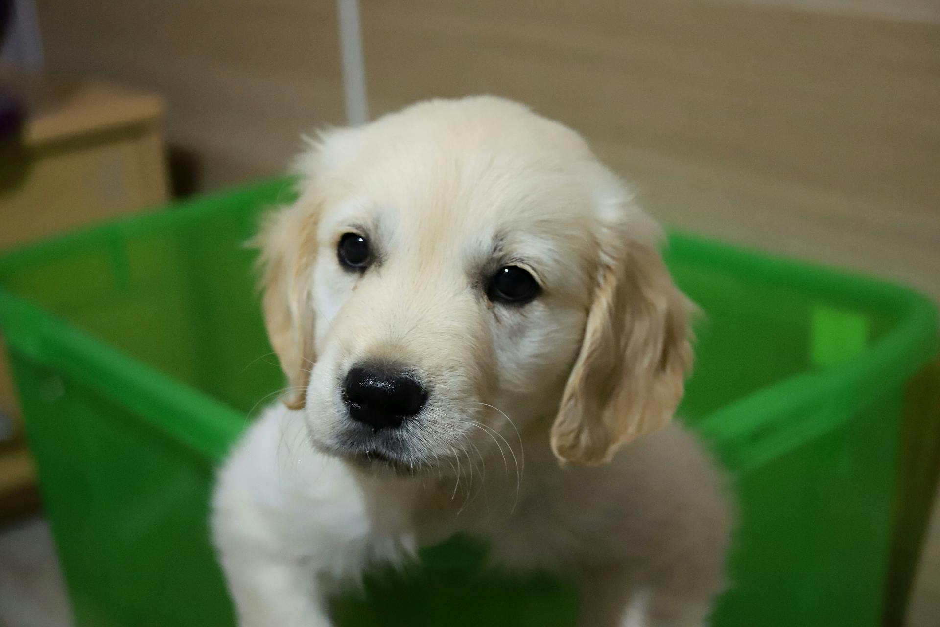 Un cachorro en una caja | Fuente: Pexels