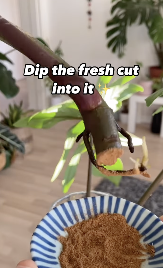 Un esqueje de planta untado en canela en polvo antes de ser propagado en un clip subido el 10 de diciembre de 2024 | Fuente: Instagram/peoplewithplants_official