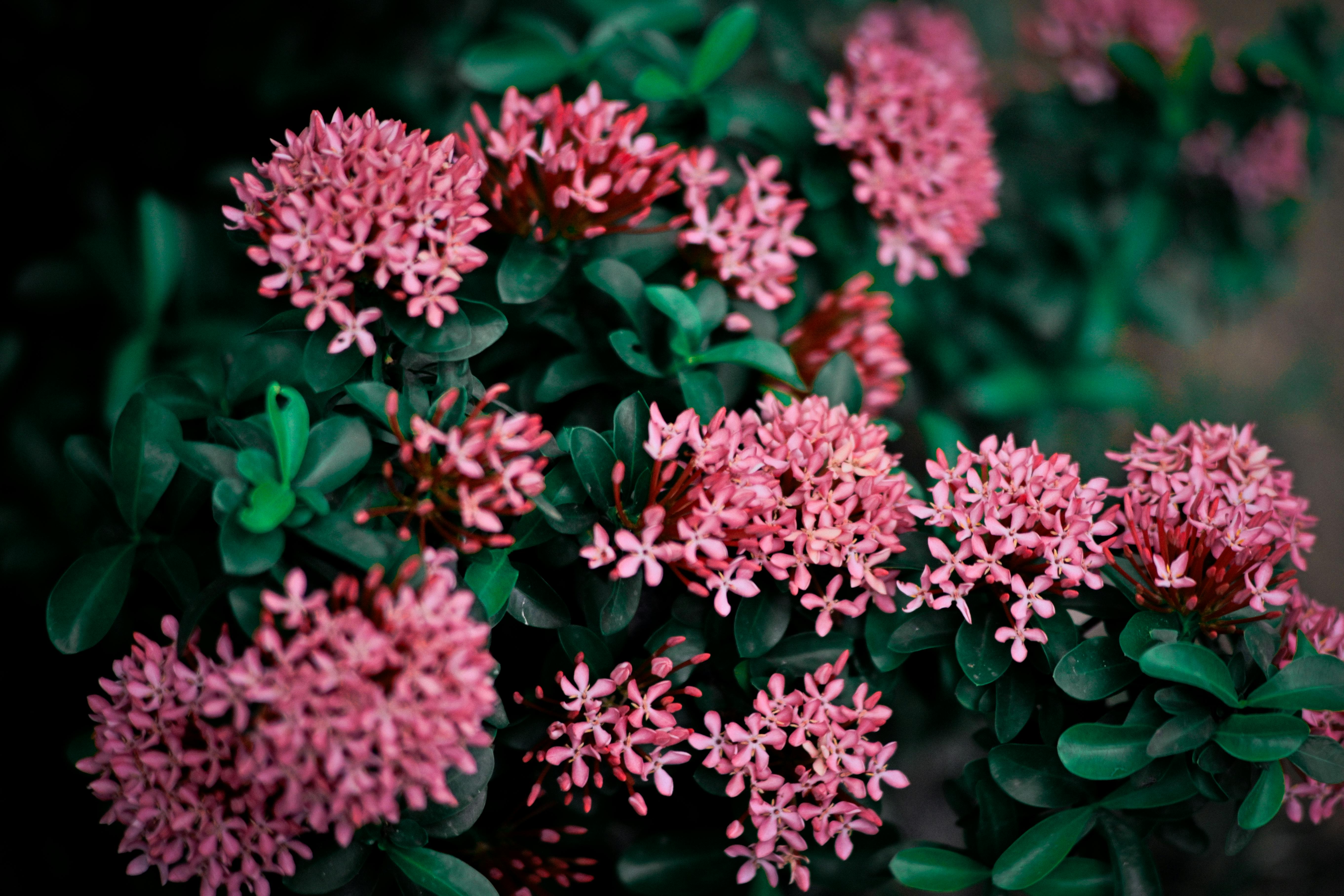 Flores en un jardín | Fuente: Pexels
