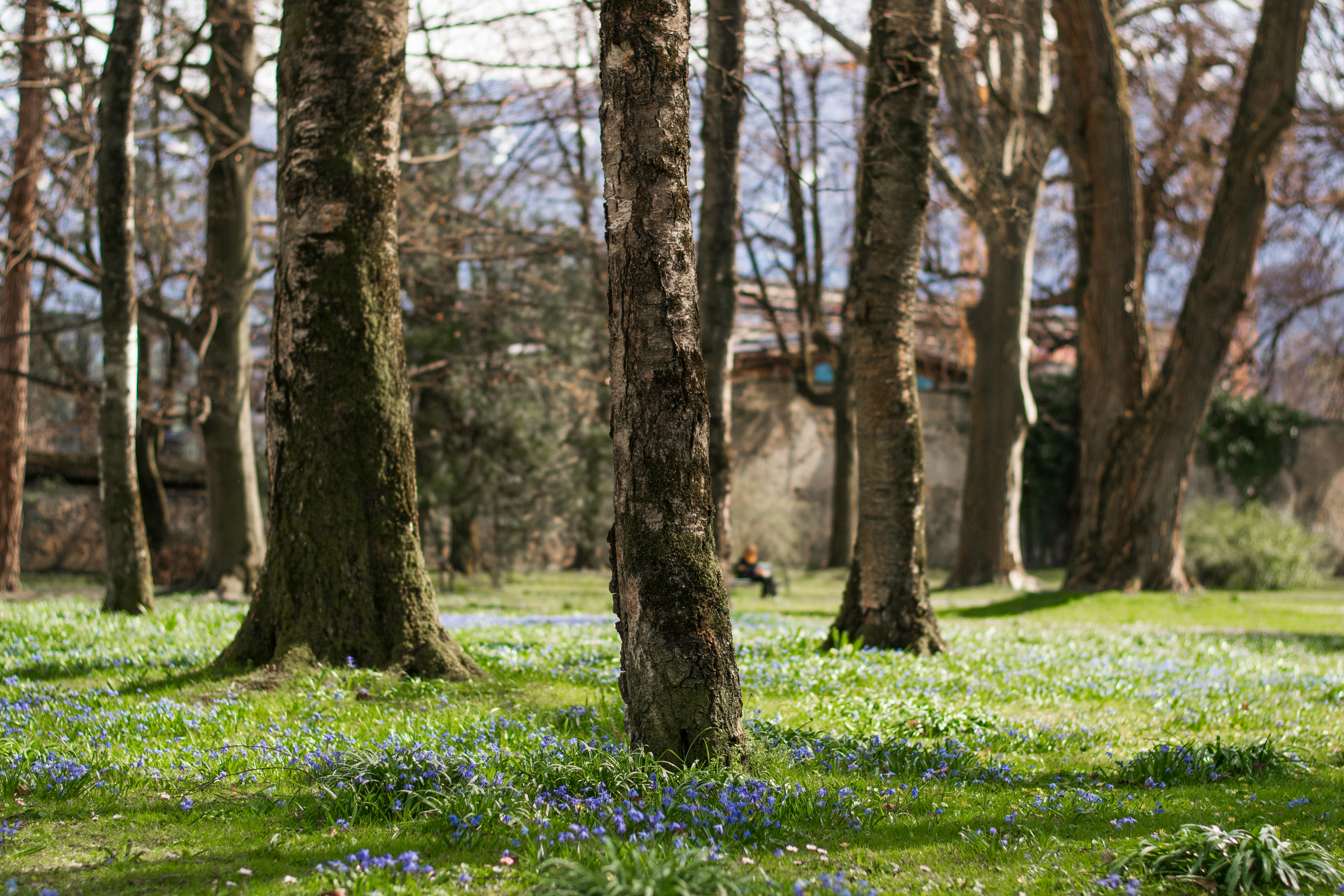 Árboles en un parque | Fuente: Pexels