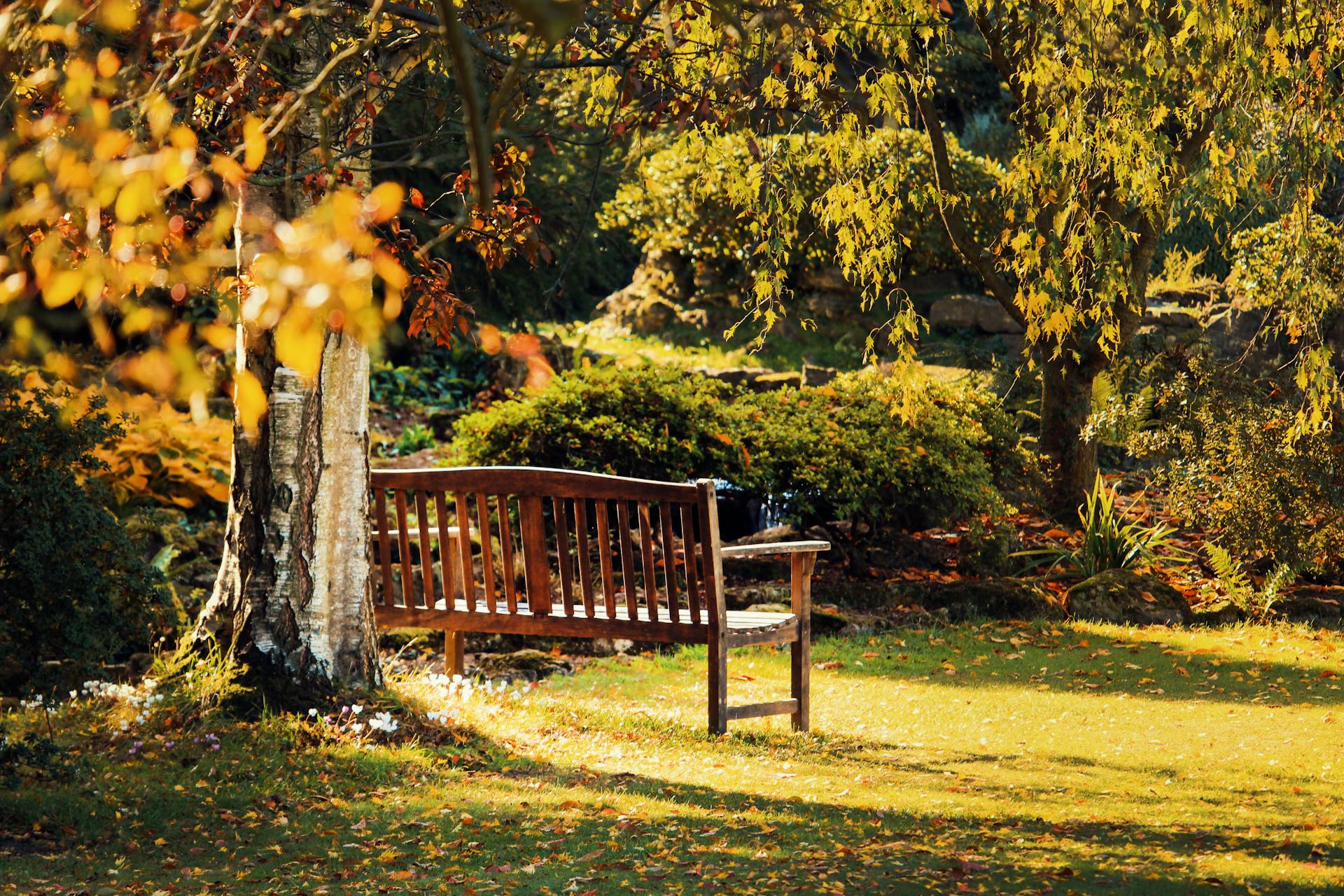 Un banco en un jardín | Fuente: Pexels