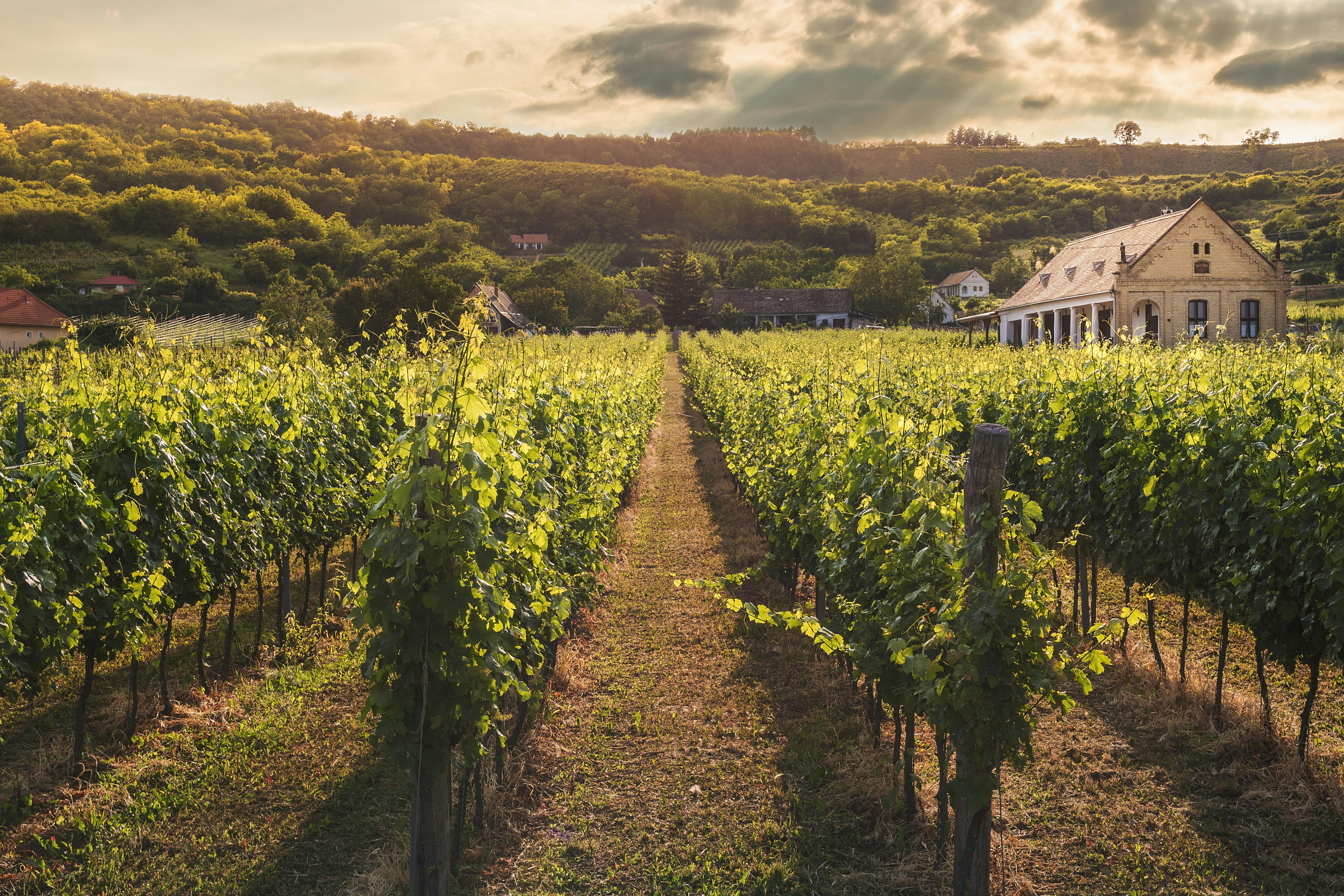 Campos en una granja | Fuente: Pexels