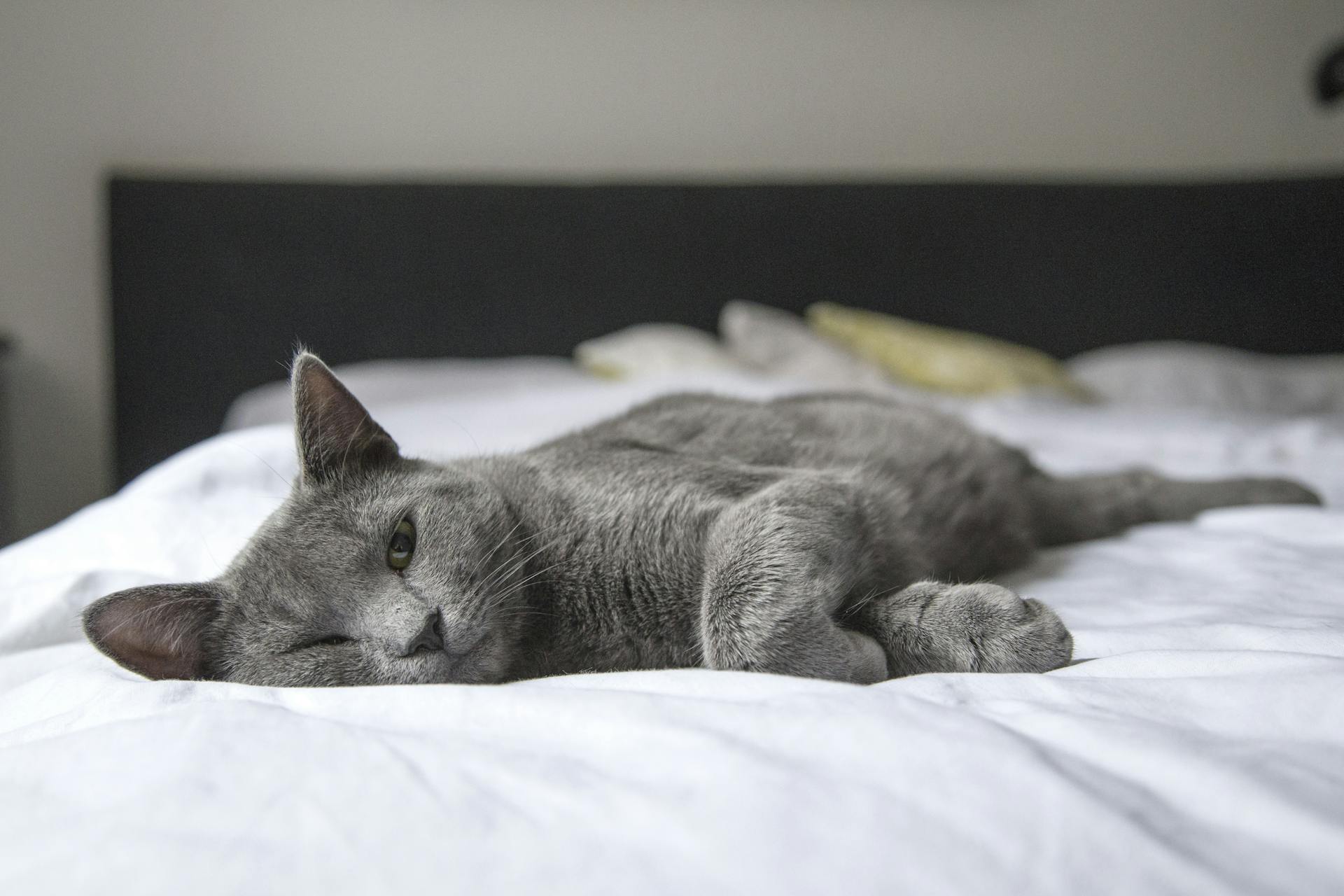 Un gato dormido en una cama | Fuente: Pexels