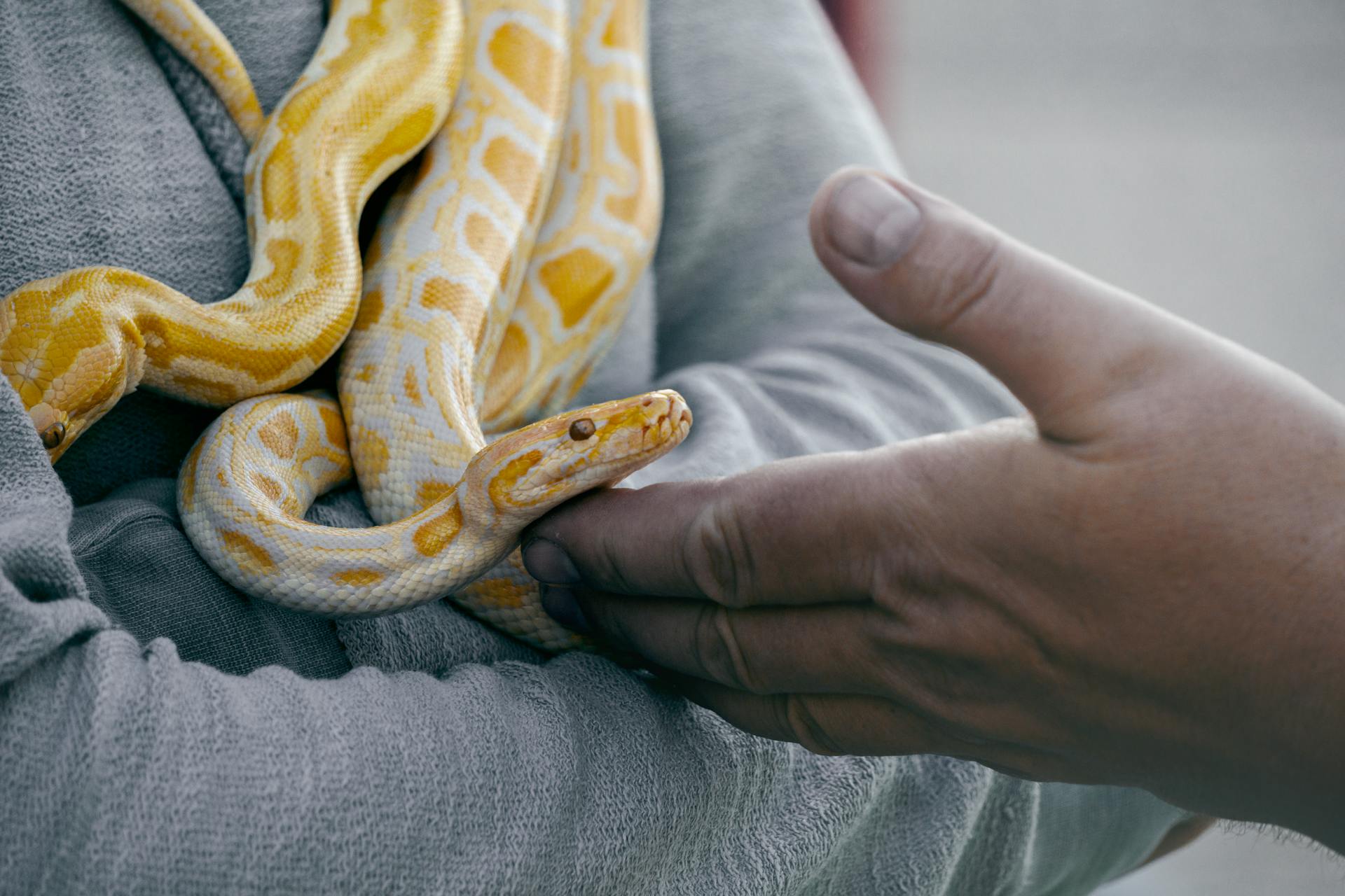 Una persona sujetando una serpiente | Fuente: Pexels