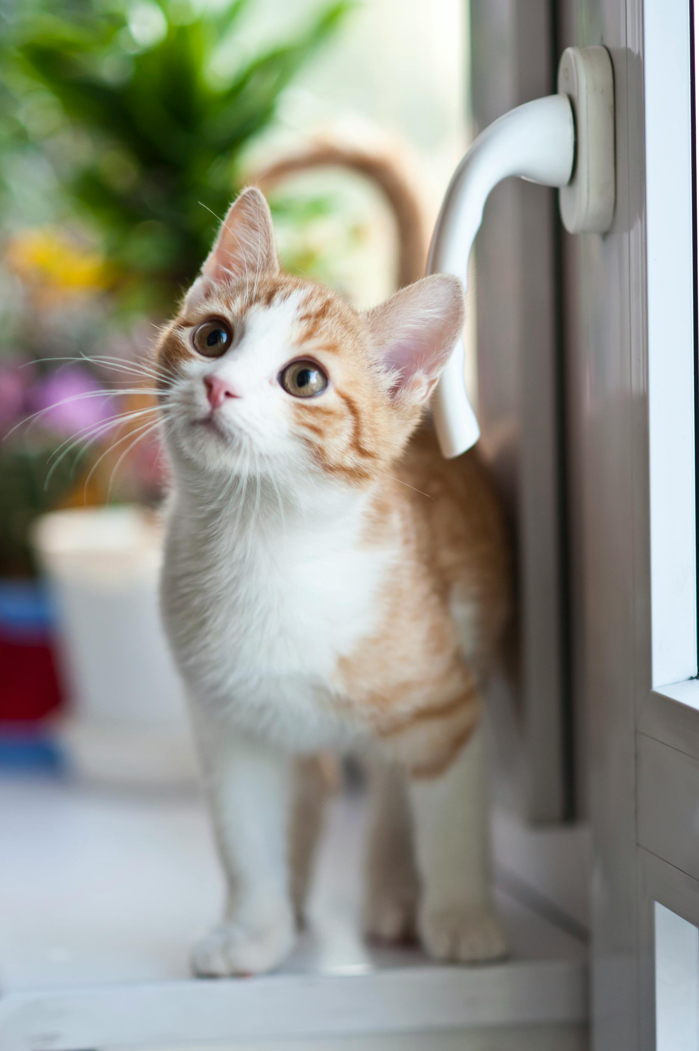 Un gato sentado en un mostrador | Fuente: Pexels