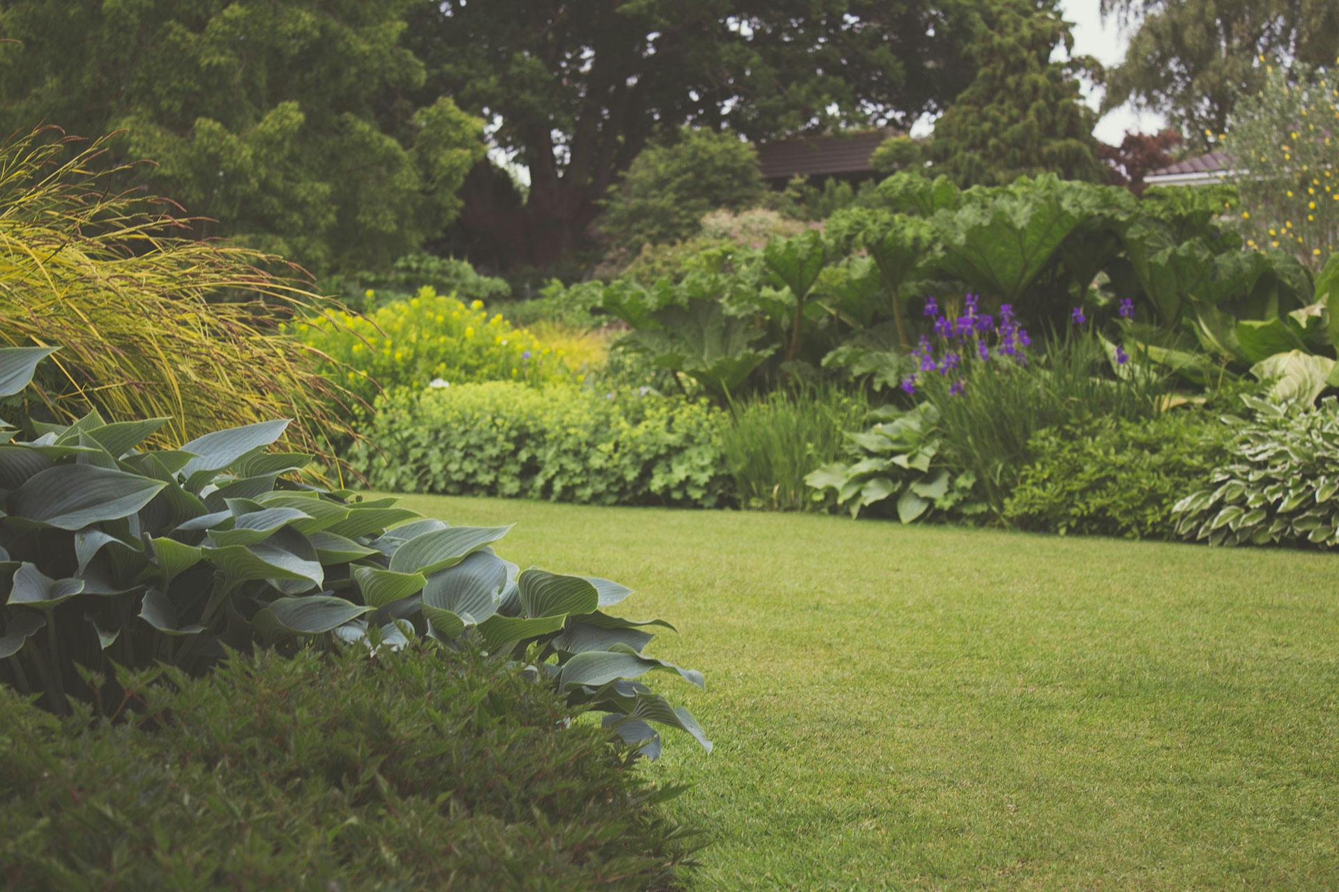 Plantas en un patio trasero | Fuente: Pexels