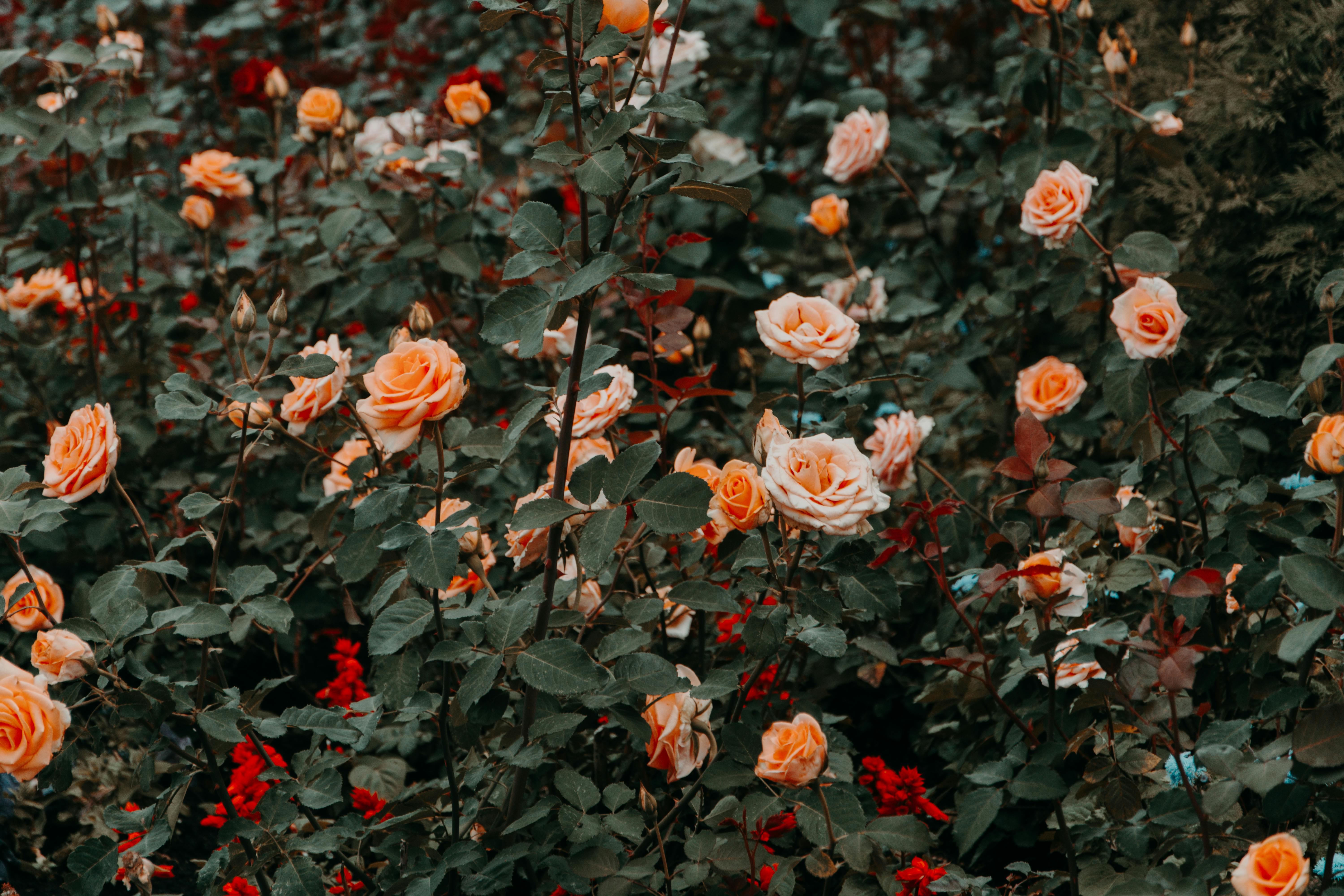 Imagen con fines ilustrativos | Foto: Pexels