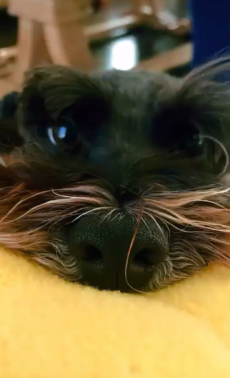 Coco, la perrita de Dayanara Torres | Fuente: Instagram/dayanarapr