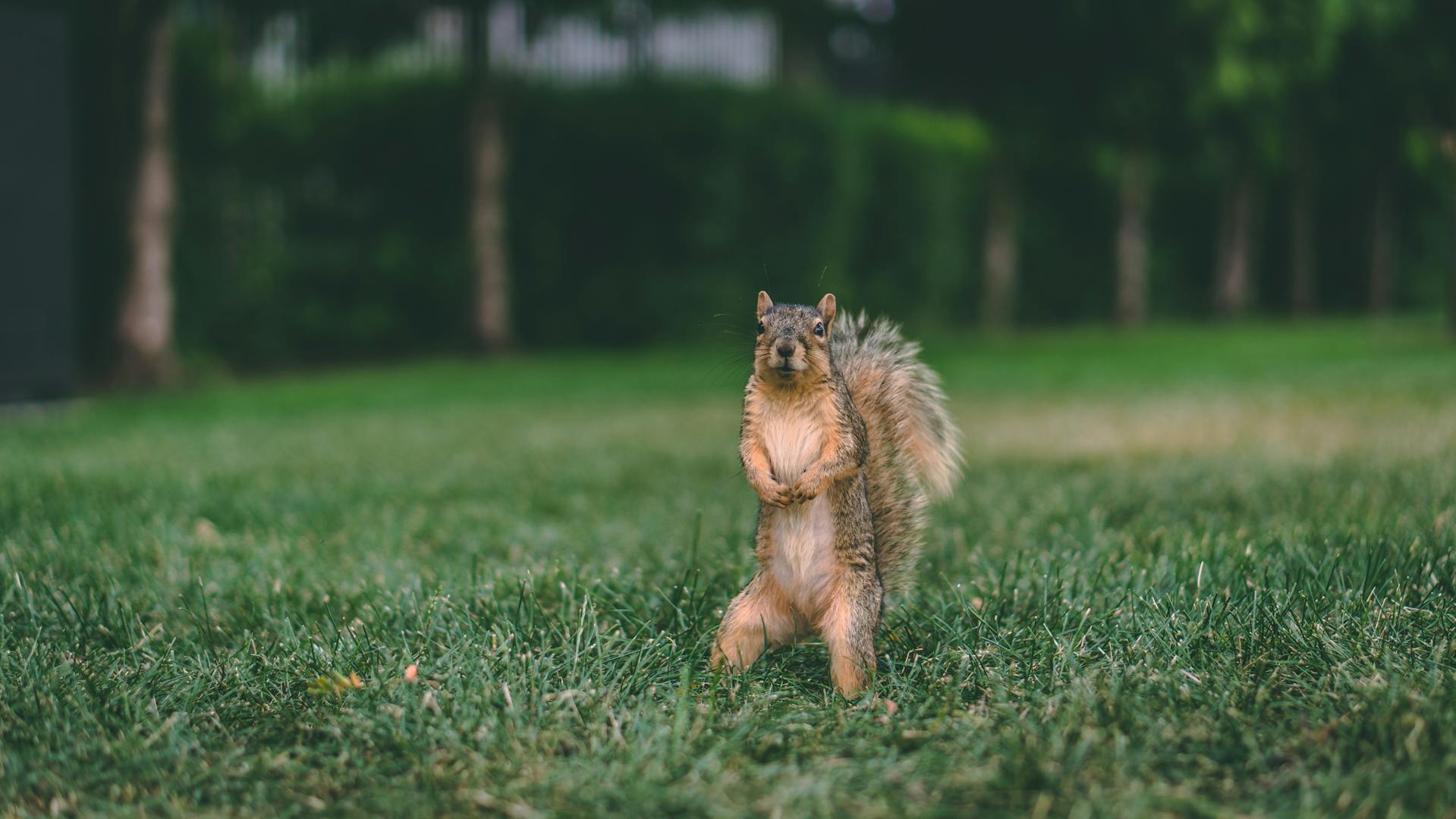 Una ardilla sobre el césped | Fuente: Pexels