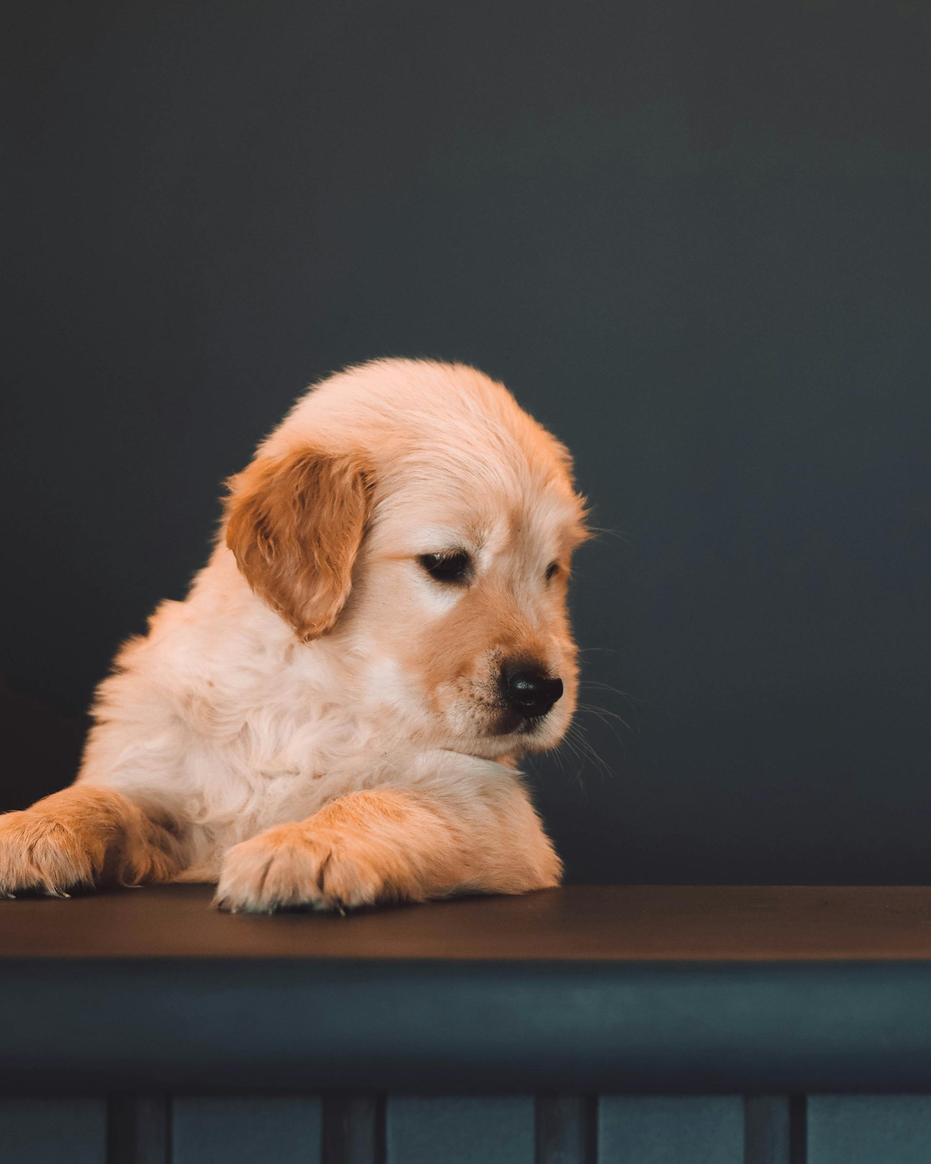 Un lindo cachorro de golden retriever mirando a lo lejos | Fuente: Pexels