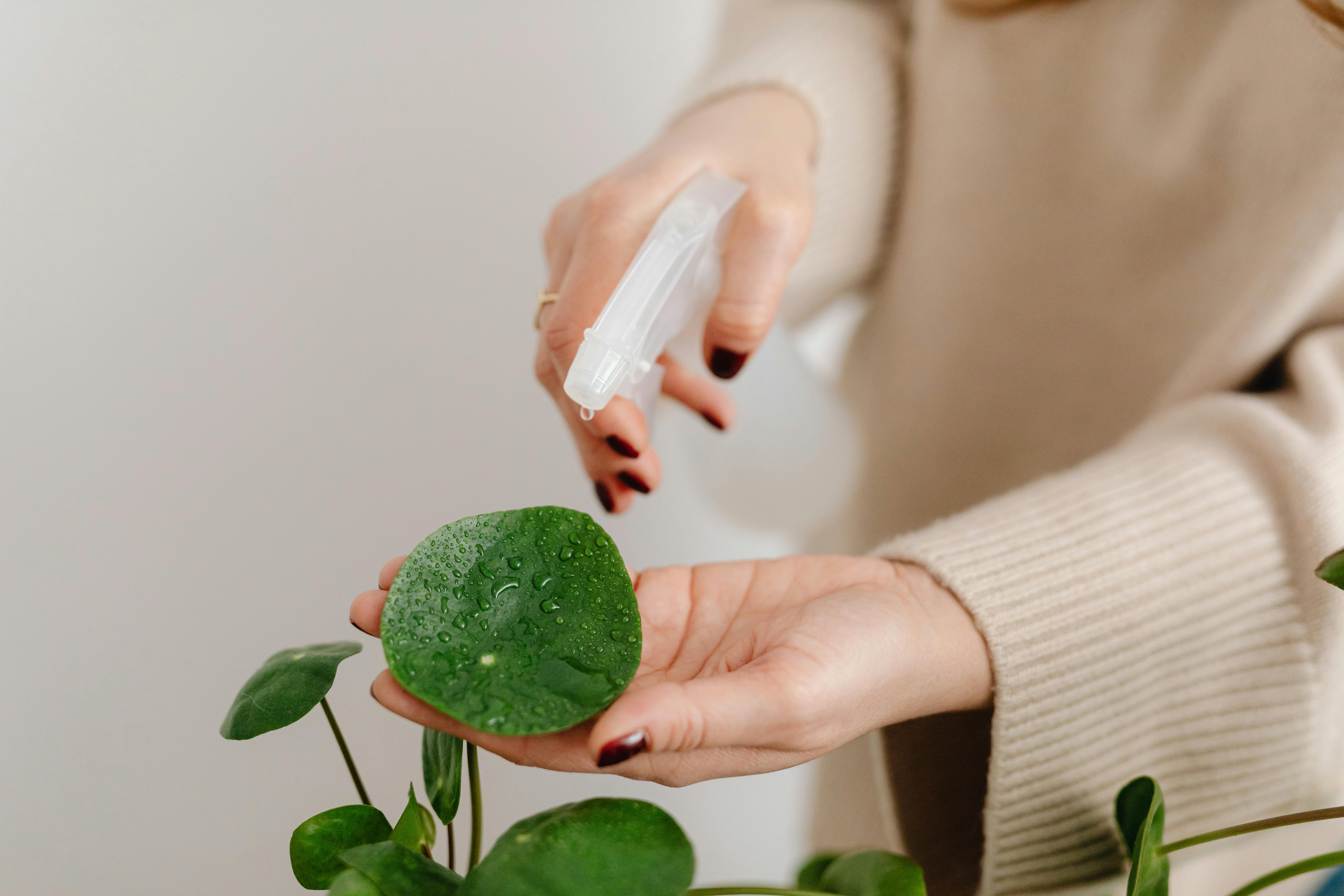 Una mujer regando plantas | Fuente: Pexels