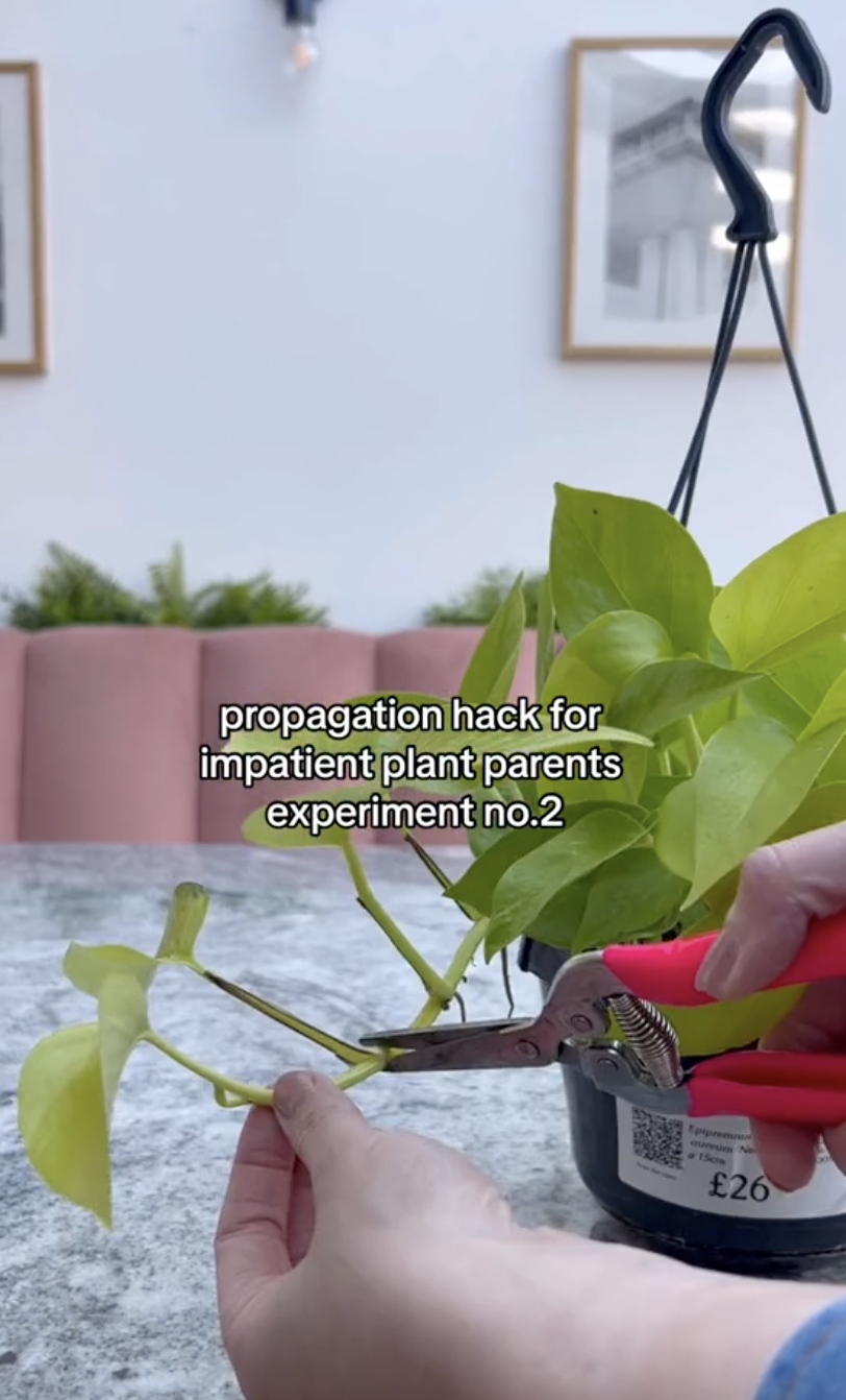 Esquejes de pothos neón siendo extraídos de una planta completa en un clip subido el 5 de octubre de 2024 | Fuente: TikTok/thelittlelifelately