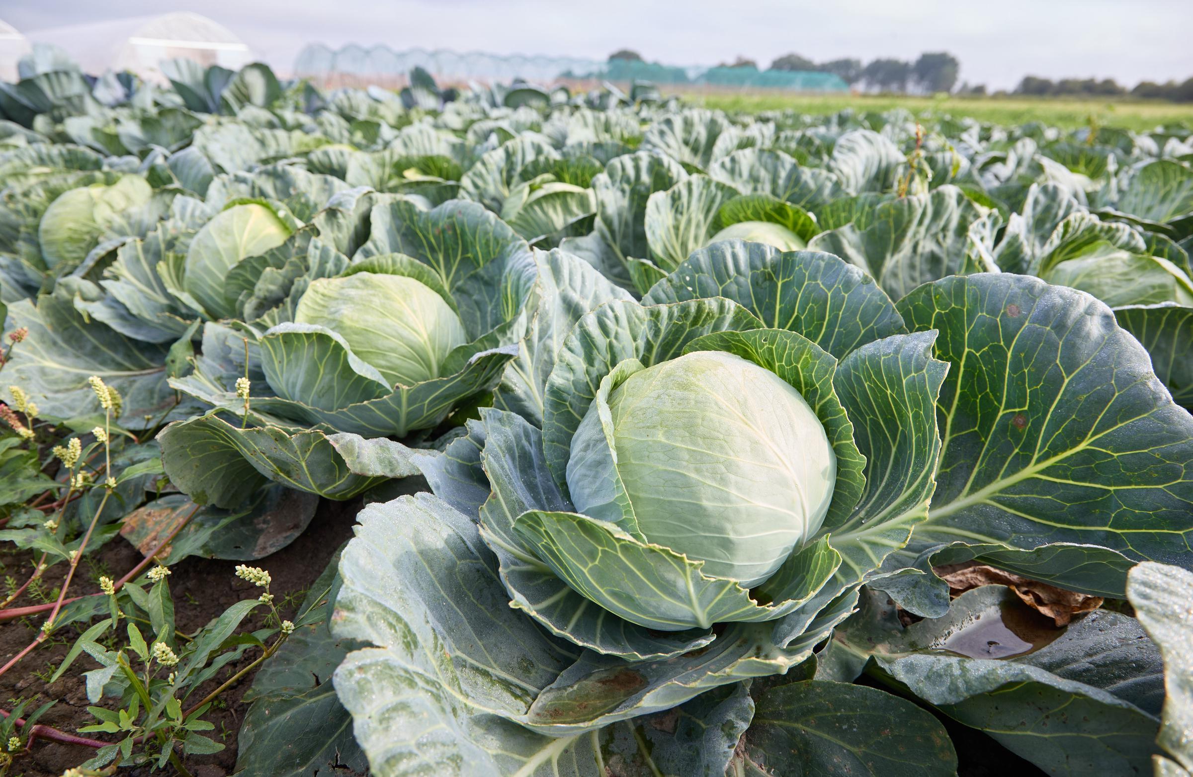 Coles crecen en un campo en una granja de coles | Fuente: Getty Images