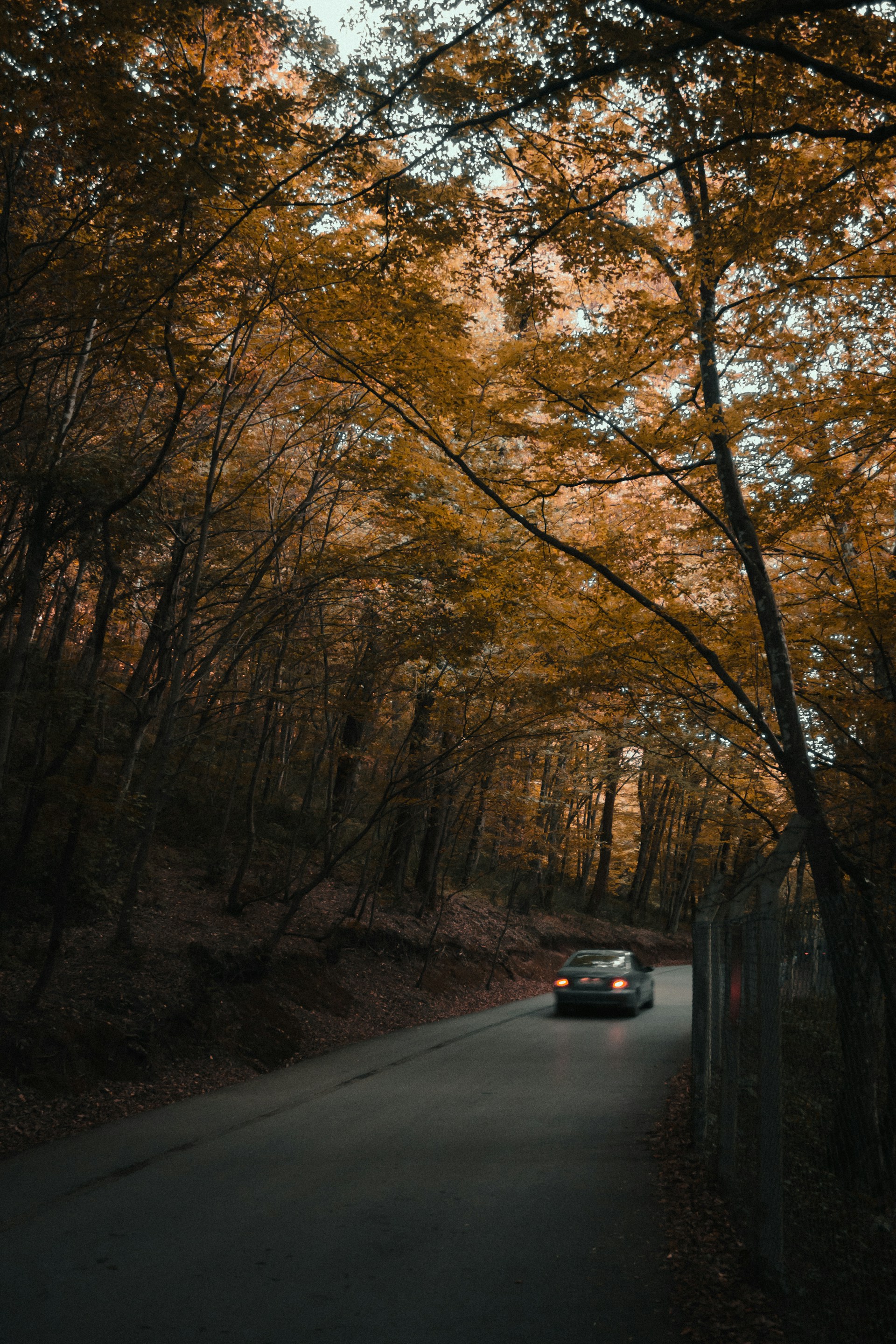 Un Automóvil en una carretera arbolada | Fuente: Unsplash