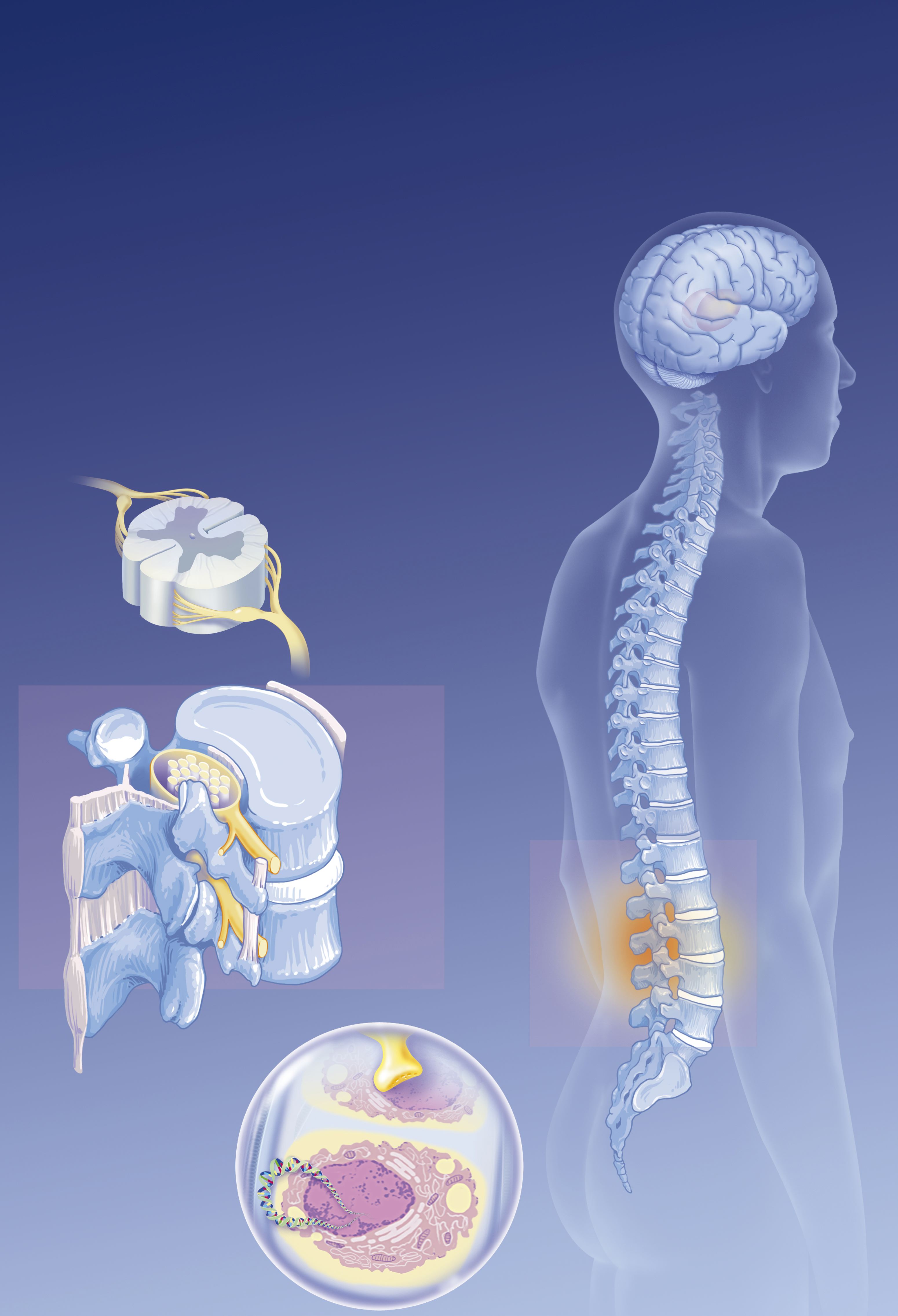 Ilustración anatómica que muestra el cerebro, la columna vertebral, los nociceptores lumbares y los impulsos nerviosos | Fuente: Getty Images
