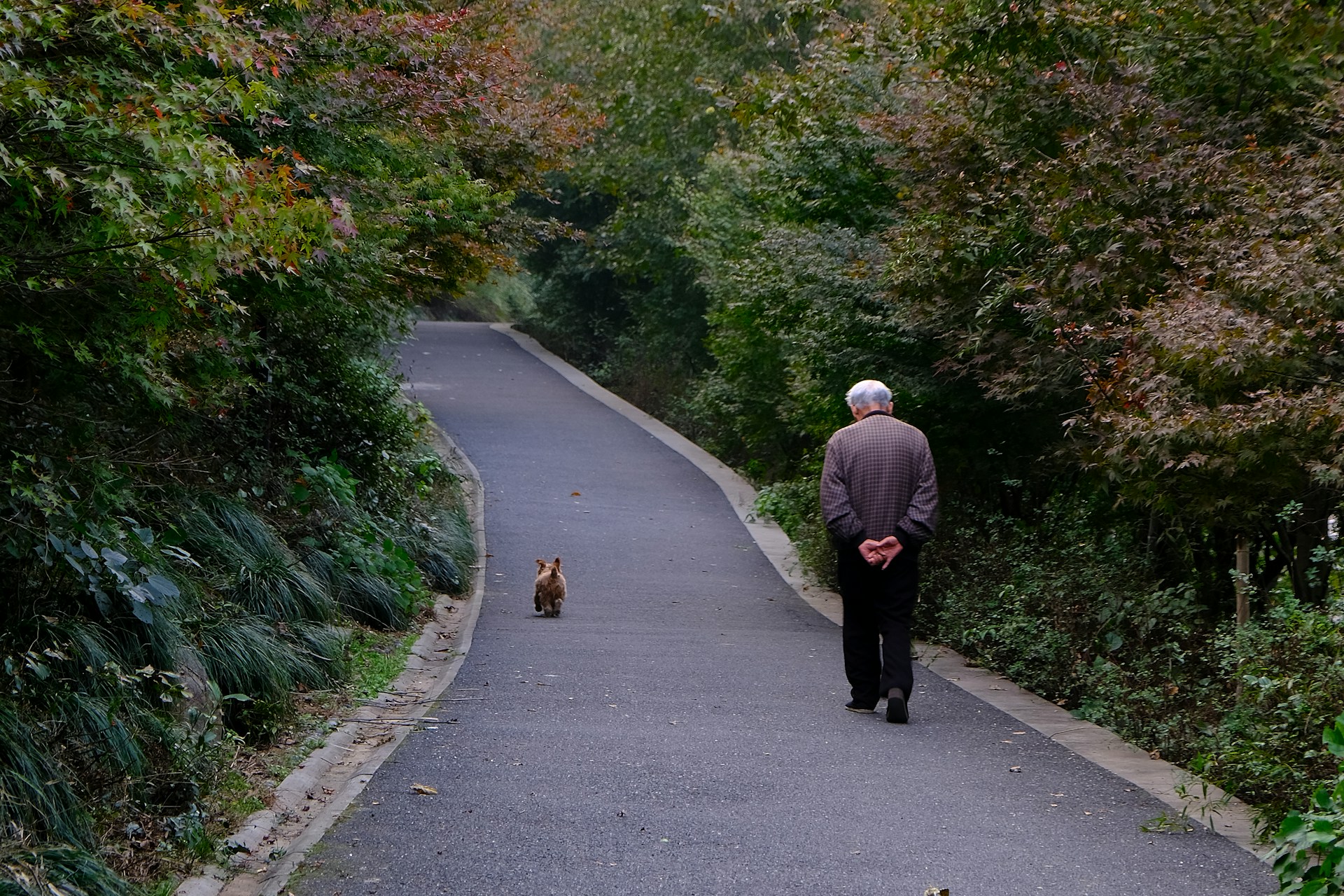 Un anciano y su perro paseando por la carretera | Fuente: Unsplash