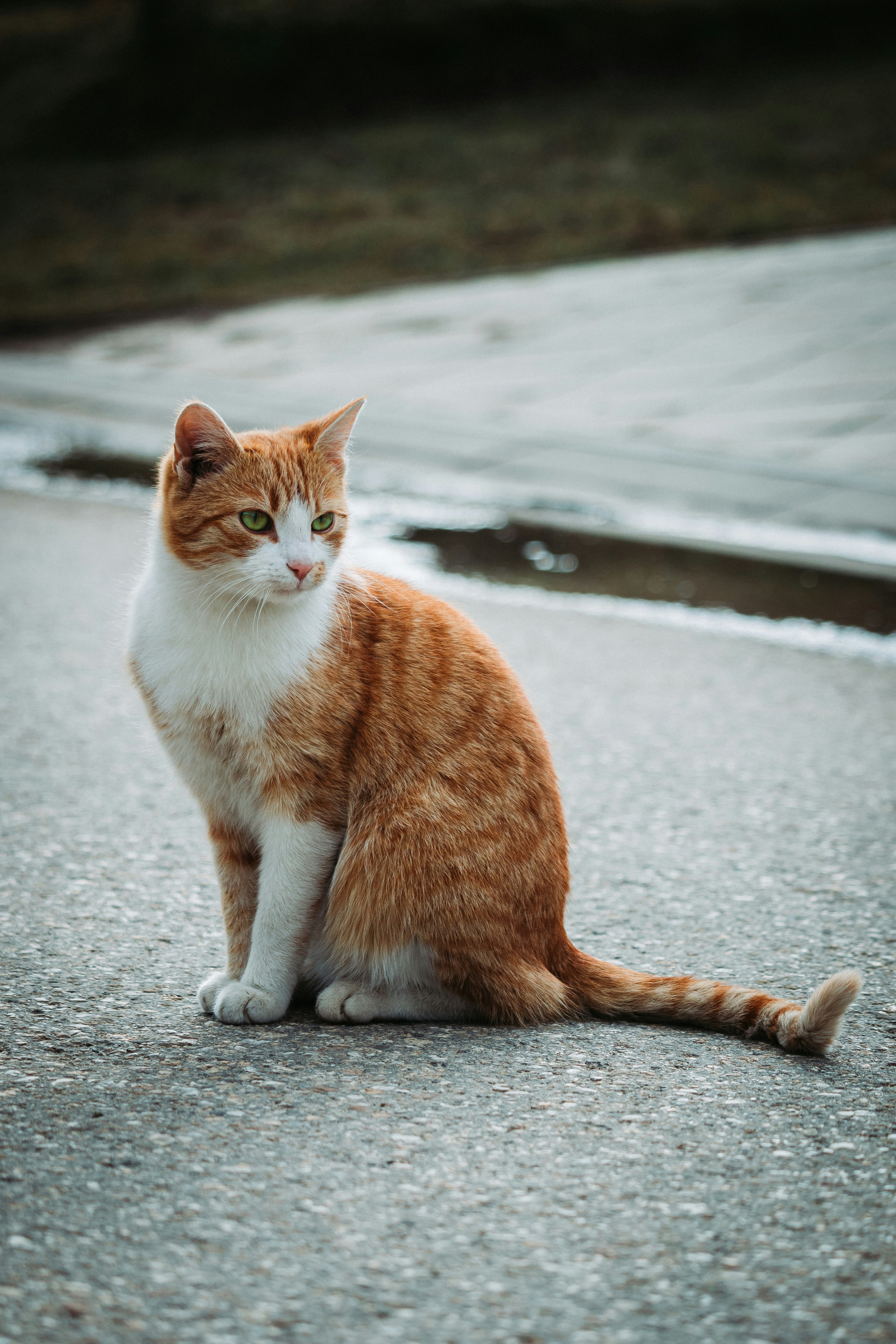 Un gato precioso | Fuente: Unsplash