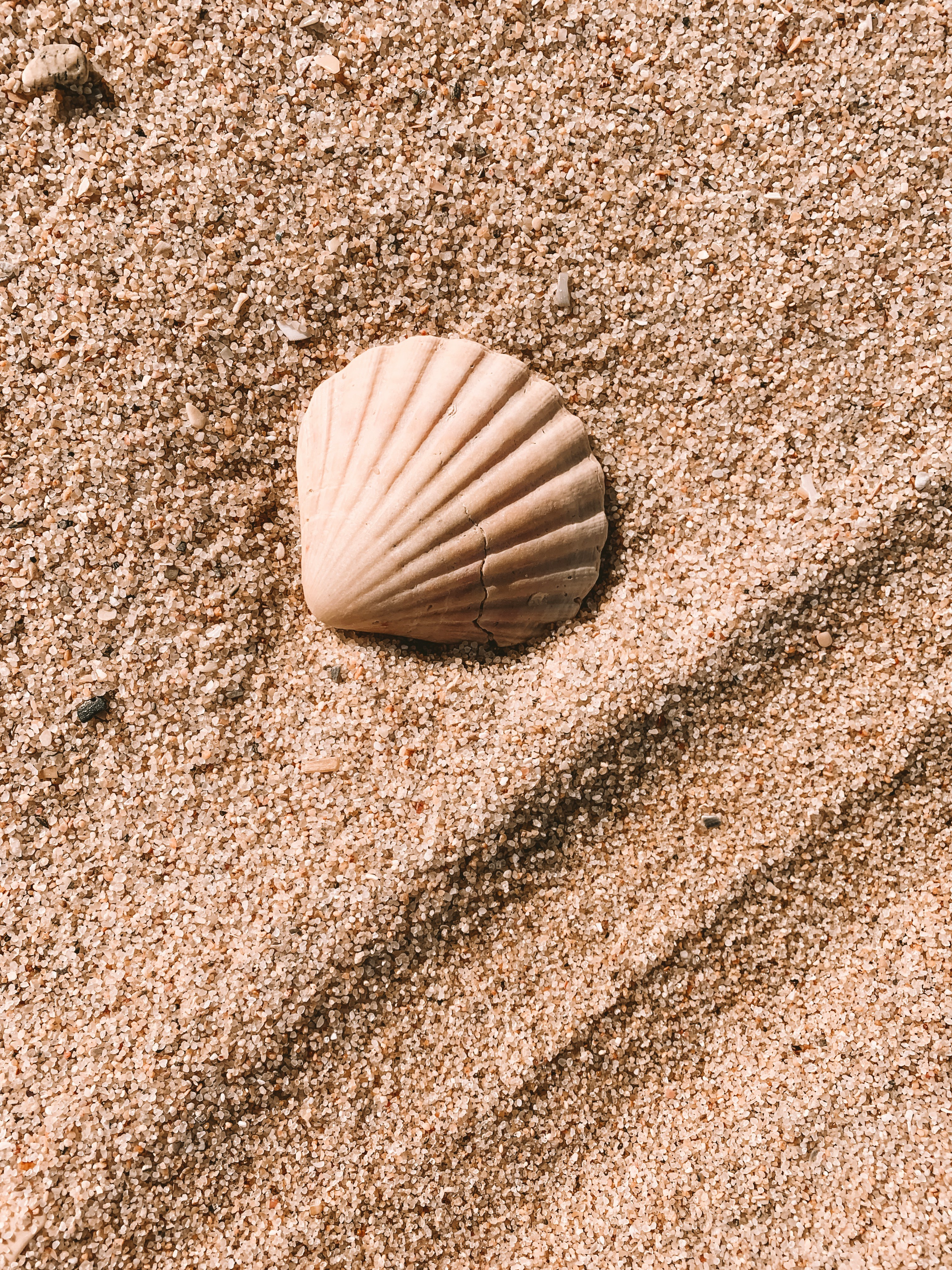 Una concha marina en la playa | Fuente: Unsplash