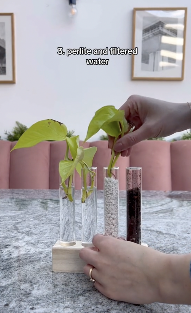 Esquejes de pothos neón colocados en perlita en un clip subido el 5 de octubre de 2024 | Fuente: TikTok/thelittlelifelately