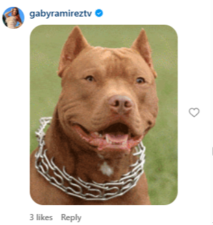 La foto referencial que publicó Gaby para brindar detalles del perro que la mordió. | Fuente: Instagram/@tvynovelasmex