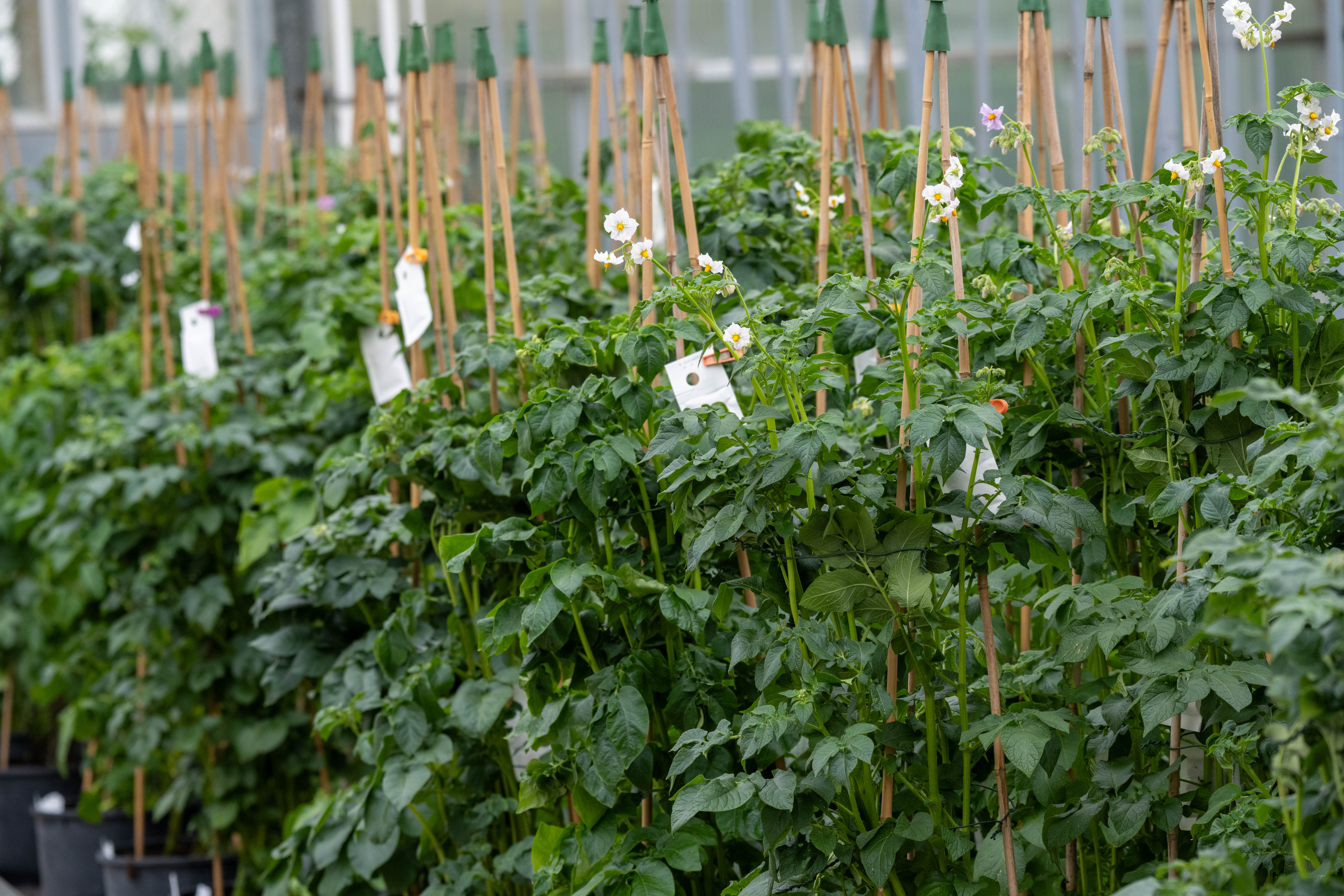 Plantas de patata en un invernadero experimental | Fuente: Getty Images