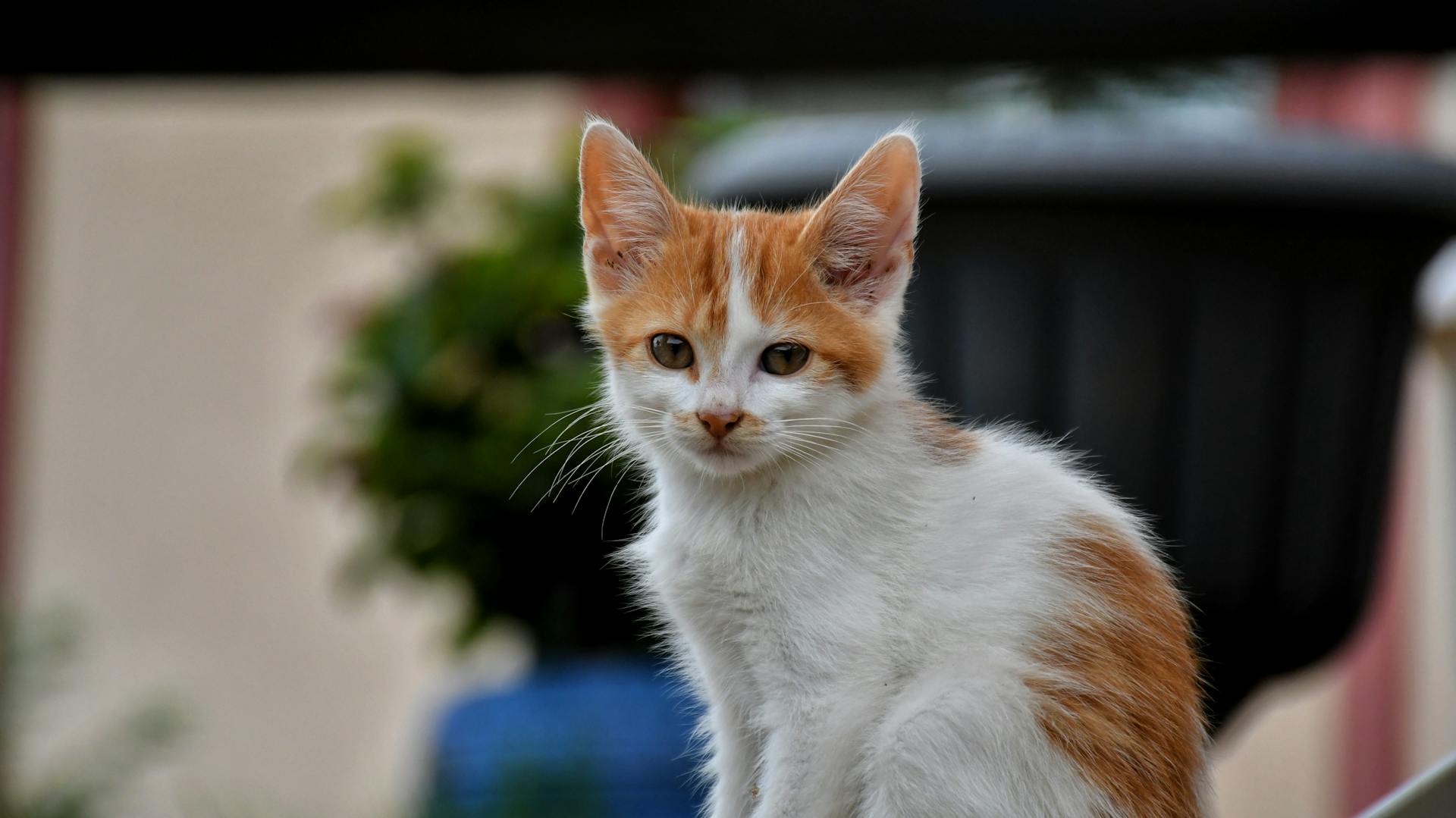 Un gatito | Fuente: Pexels