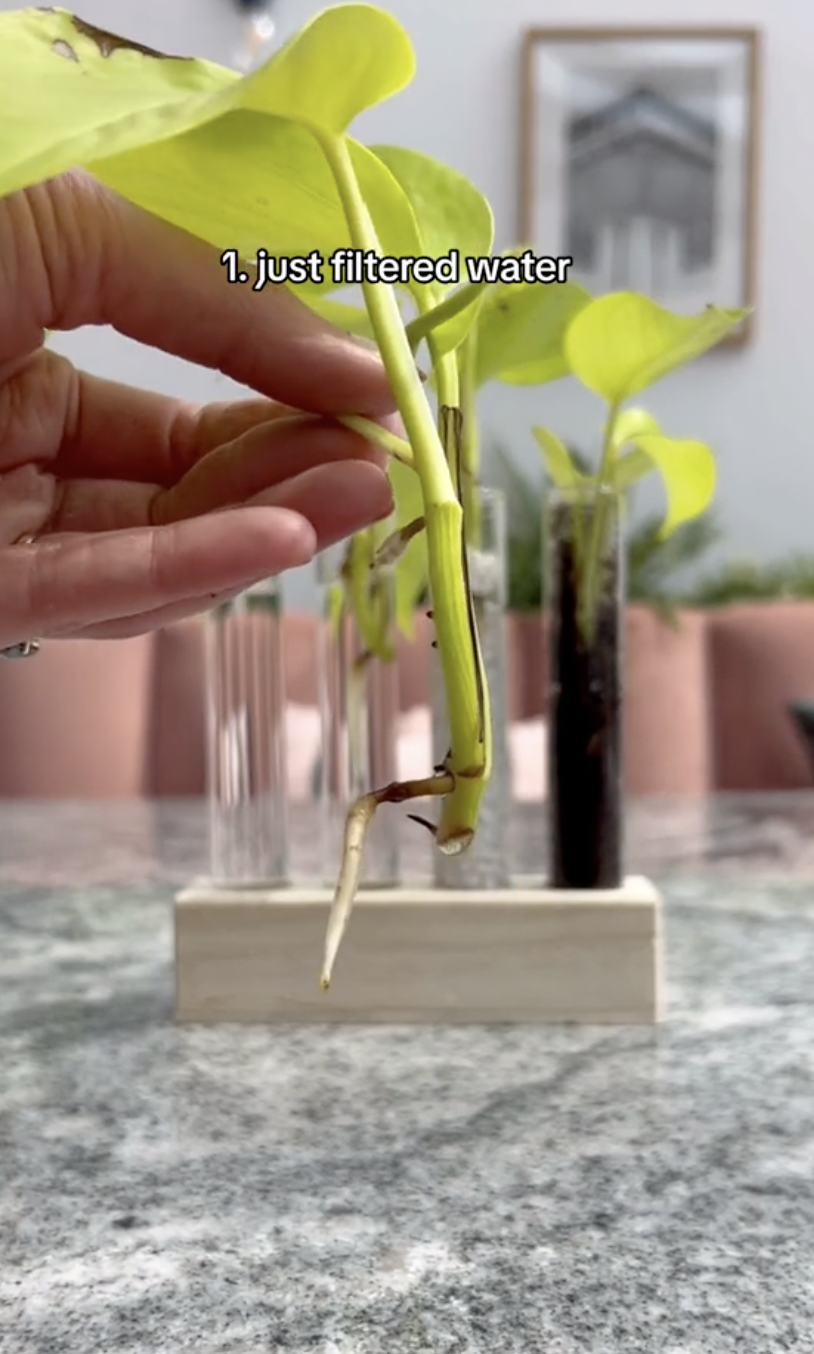 Los resultados de la propagación del primer tubo de ensayo de esquejes de pothos neón en un clip subido el 5 de octubre de 2024 | Fuente: TikTok/thelittlelifelately