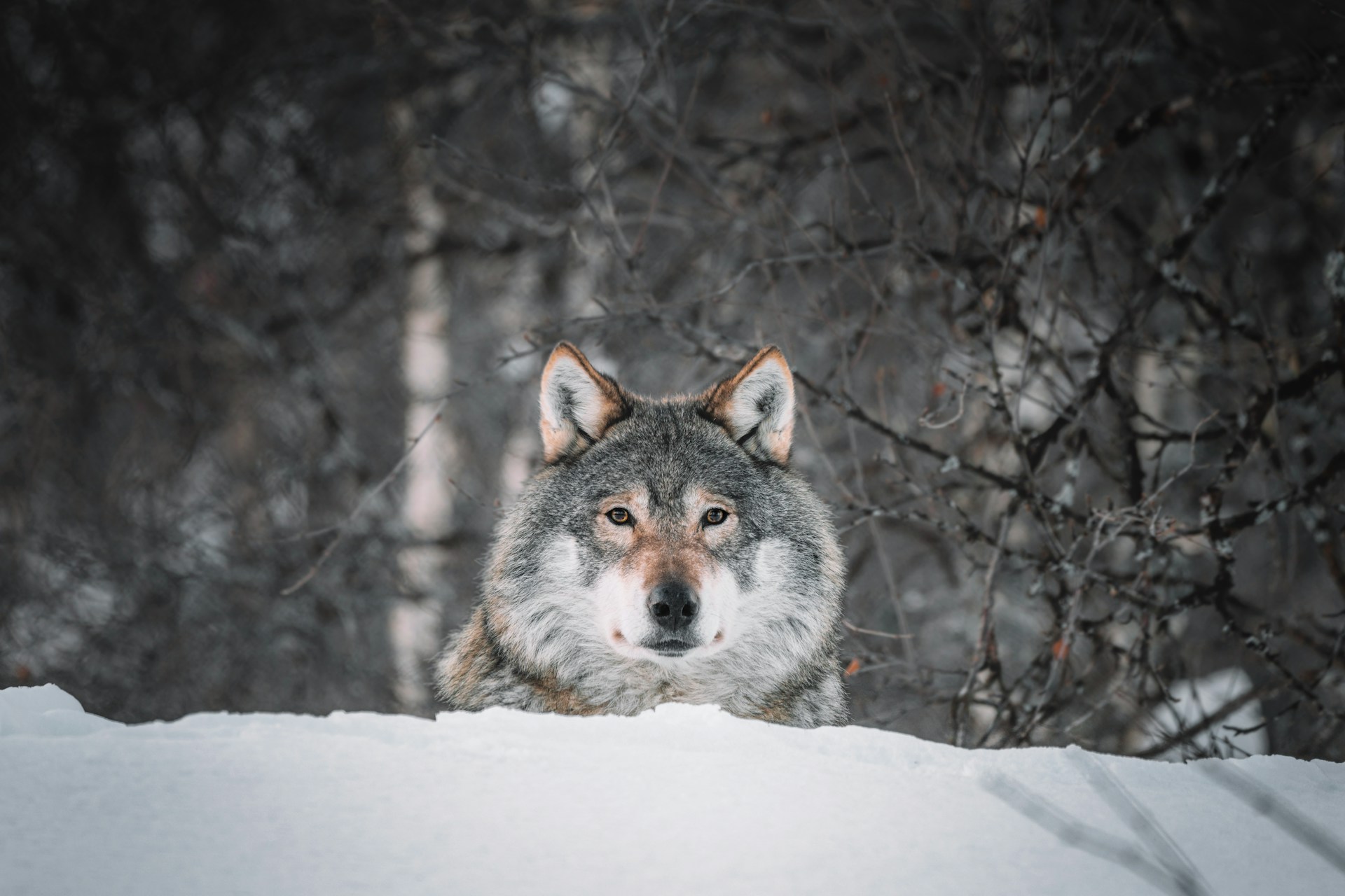 Un lobo en un paisaje nevado | Fuente: Unsplash