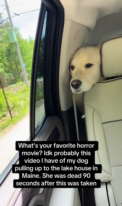 Nahla de paseo en automóvil en la casa del lago de Johnny Hilbrant y su esposo en Maine, publicado el 14 de abril de 2025 | Fuente: TikTok/johnnyhilbrant