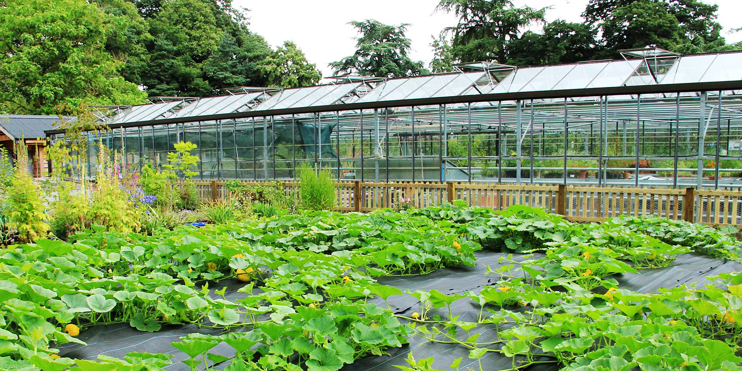 Plantas en un patio trasero | Fuente: Flickr