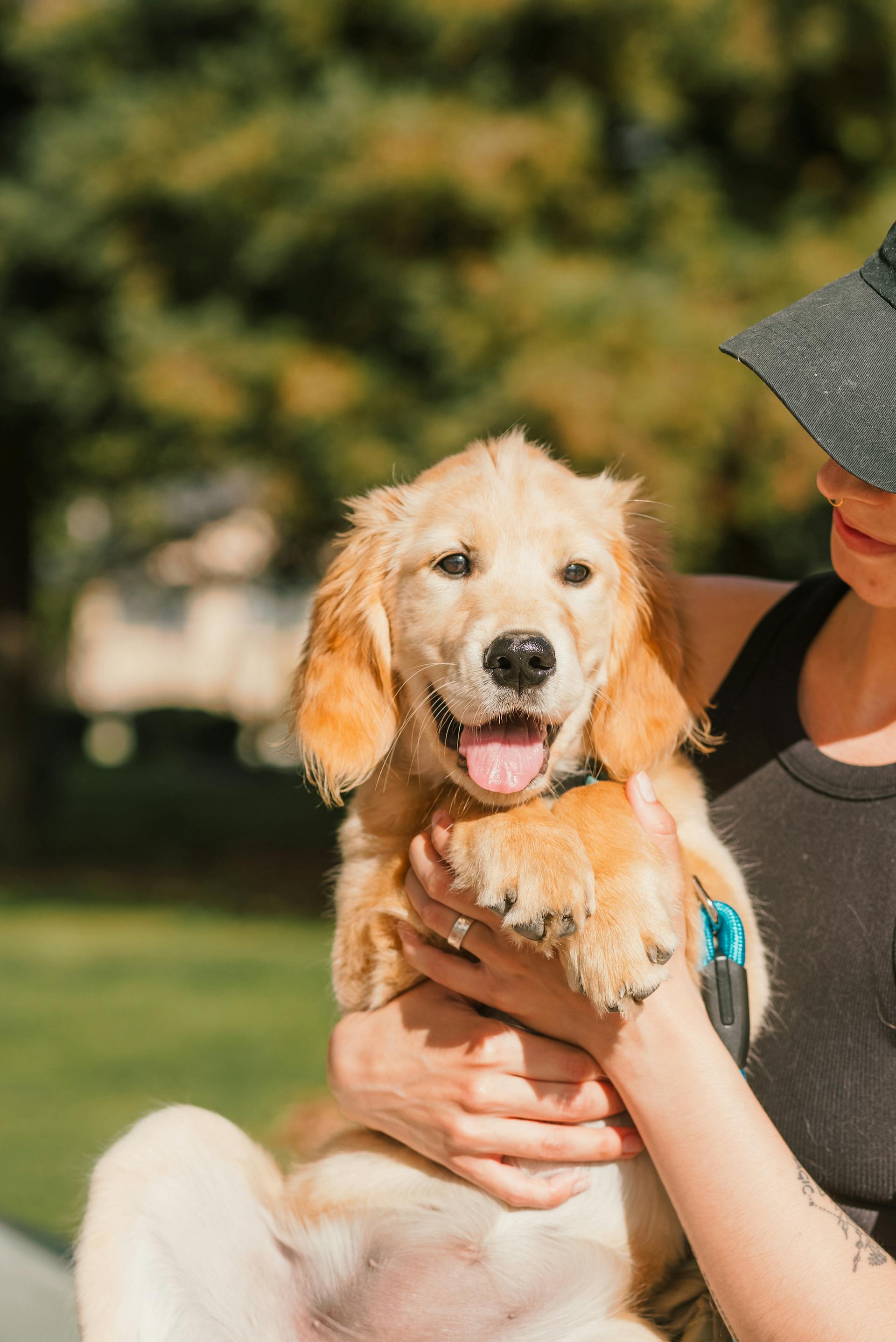 Primer plano de una mujer sujetando a un golden retriever | Fuente: Pexels