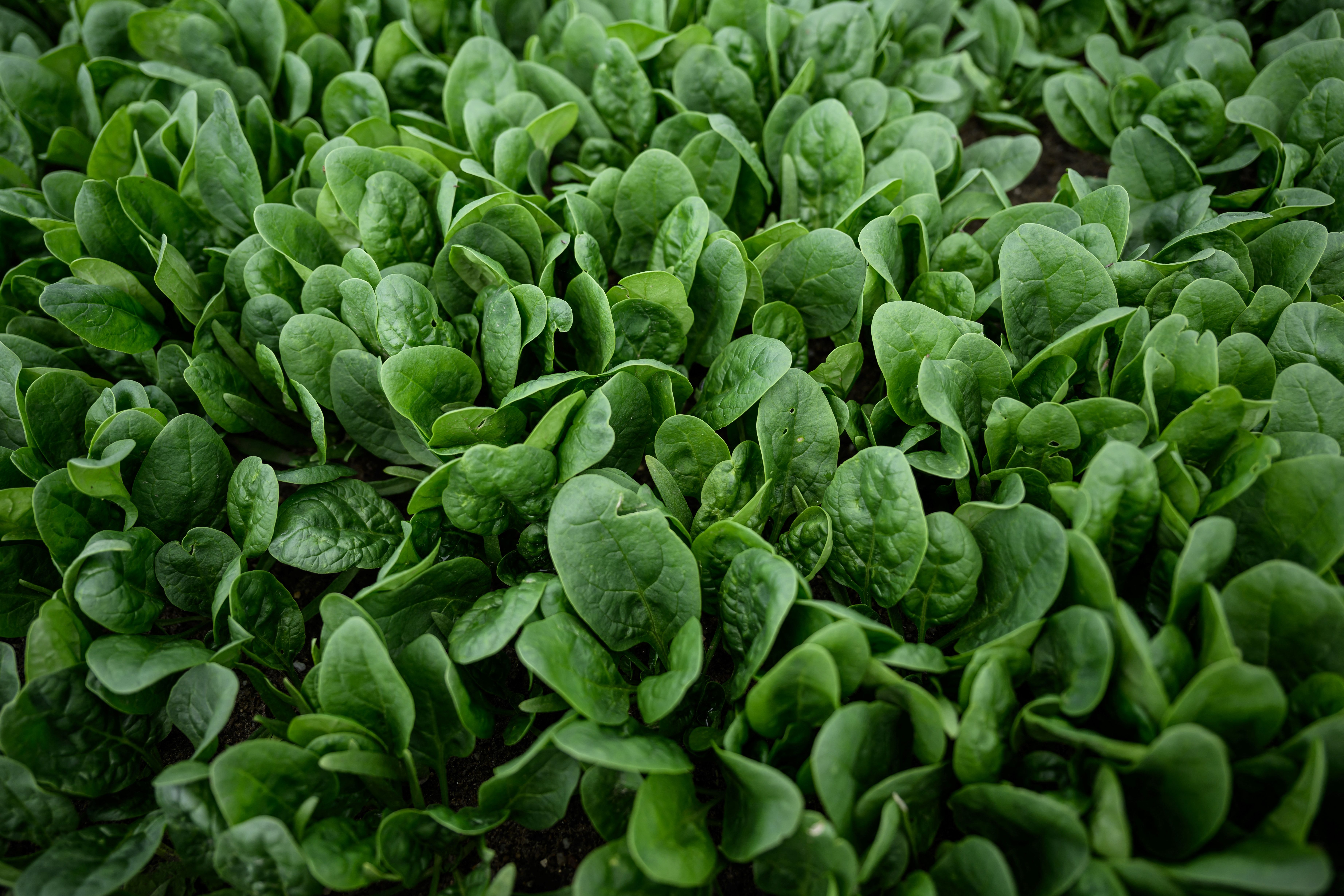 Primer plano de plantas de espinacas creciendo en el campo | Fuente: Getty Images