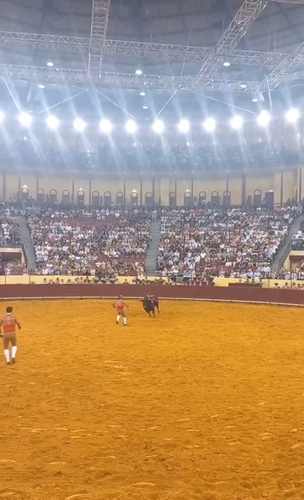 Imágenes previas al momento en que el toro embistió a Manuel María Trindade en la corrida | Fuente: x.com/porqueTTarg