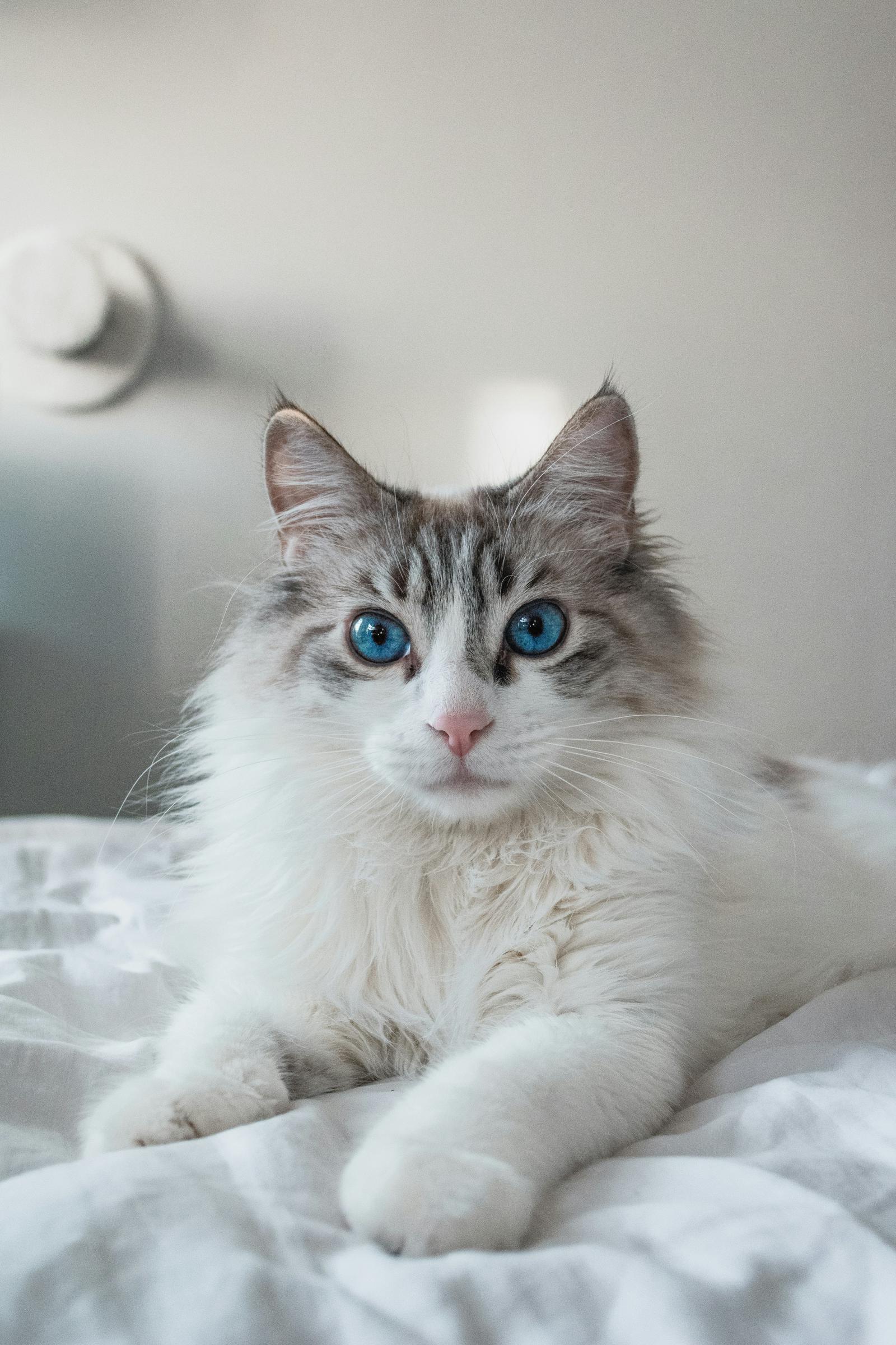 Un gato relajándose en una cama | Fuente: Unsplash
