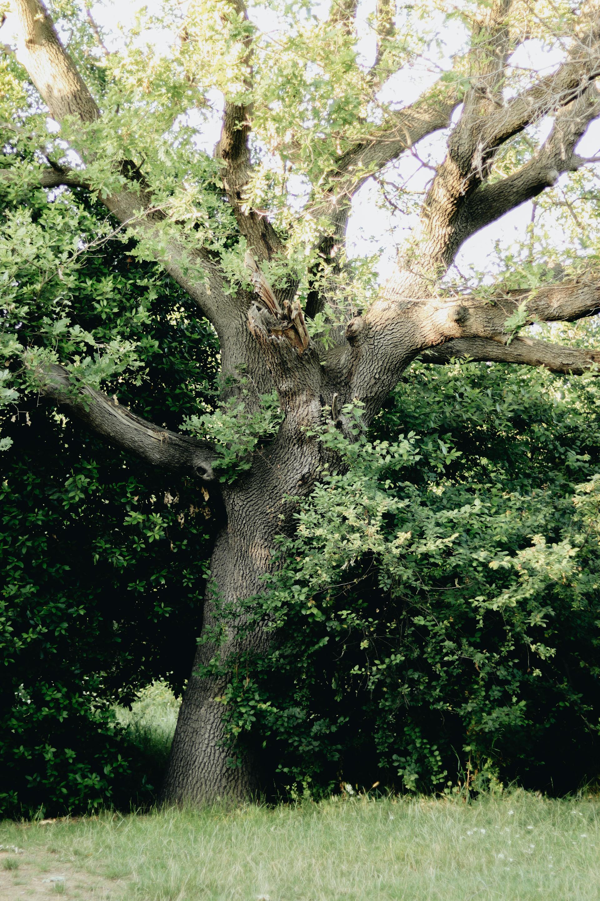 Un árbol | Fuente: Pexels