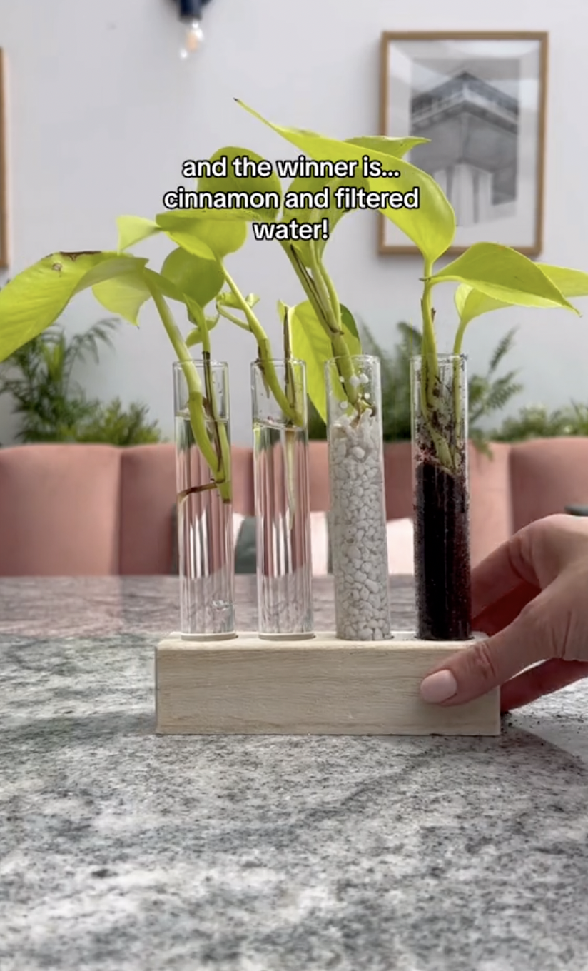 Los resultados de la propagación de esquejes de pothos neón en diferentes medios en un clip subido el 5 de octubre de 2024 | Fuente: TikTok/thelittlelifelately