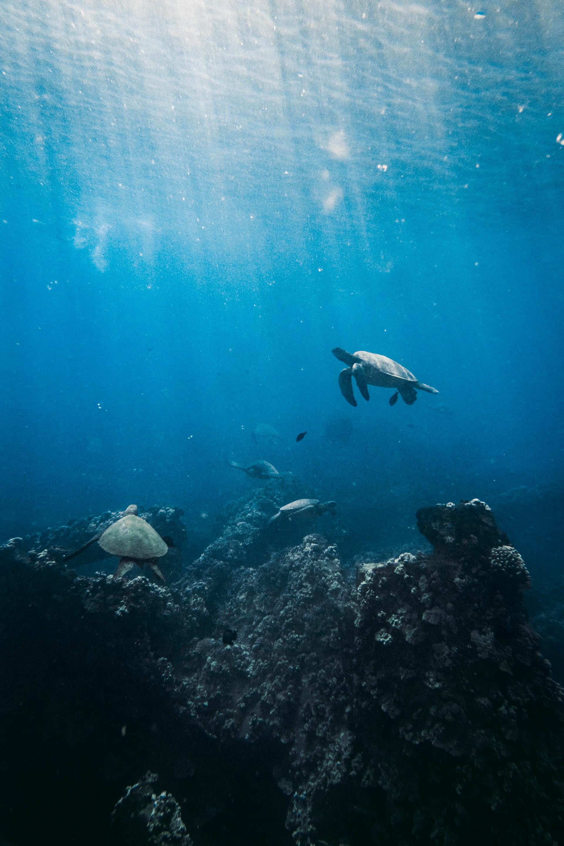 Tortugas marinas nadando bajo el agua | Fuente: Pexels