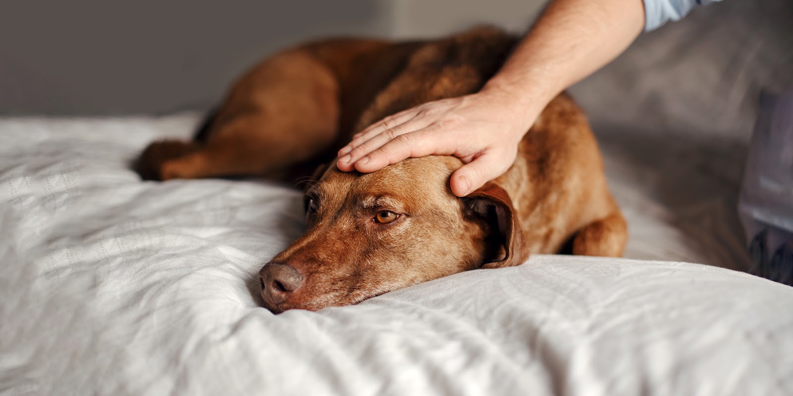 Un perro viejo | Fuente: Shutterstock