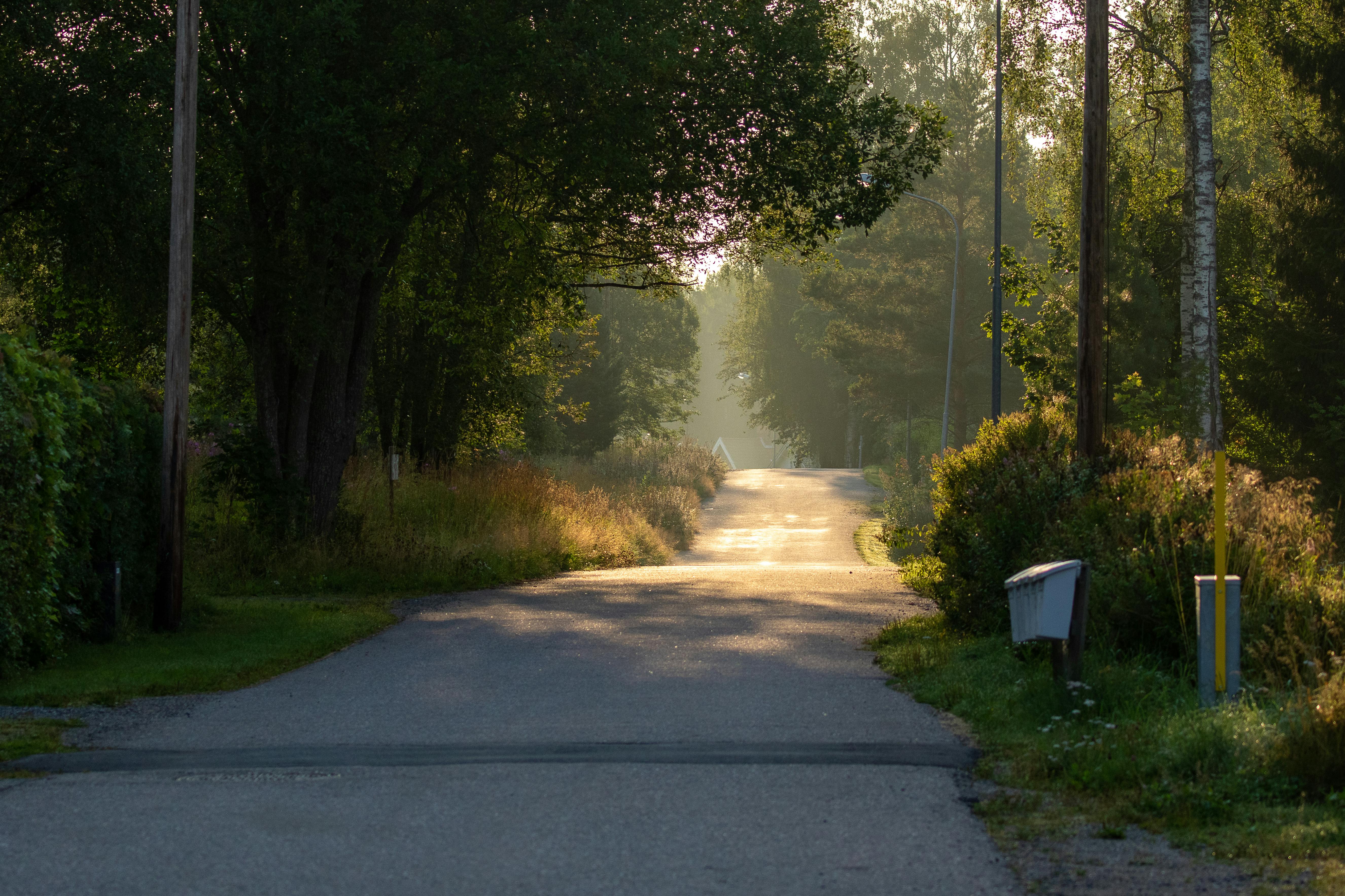 Un camino rural con árboles a los lados | Fuente: Pexels