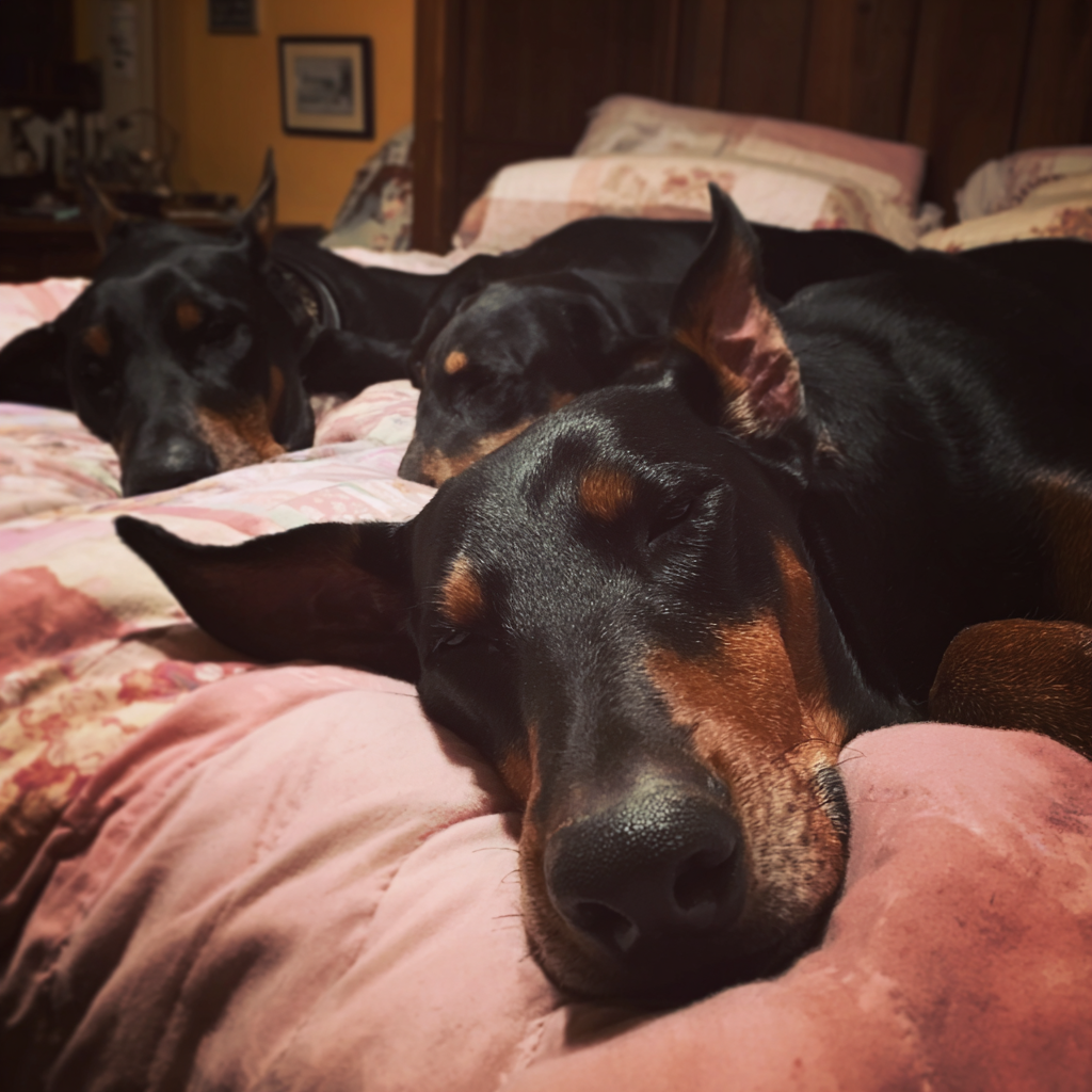 Tres perros durmiendo en una cama | Fuente: Midjourney