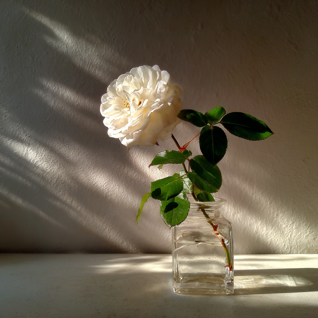 Una rosa blanca en un jarrón | Fuente: Midjourney