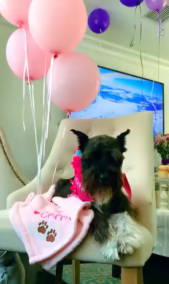Coco, la perrita de Dayanara Torres | Fuente: Instagram/dayanarapr