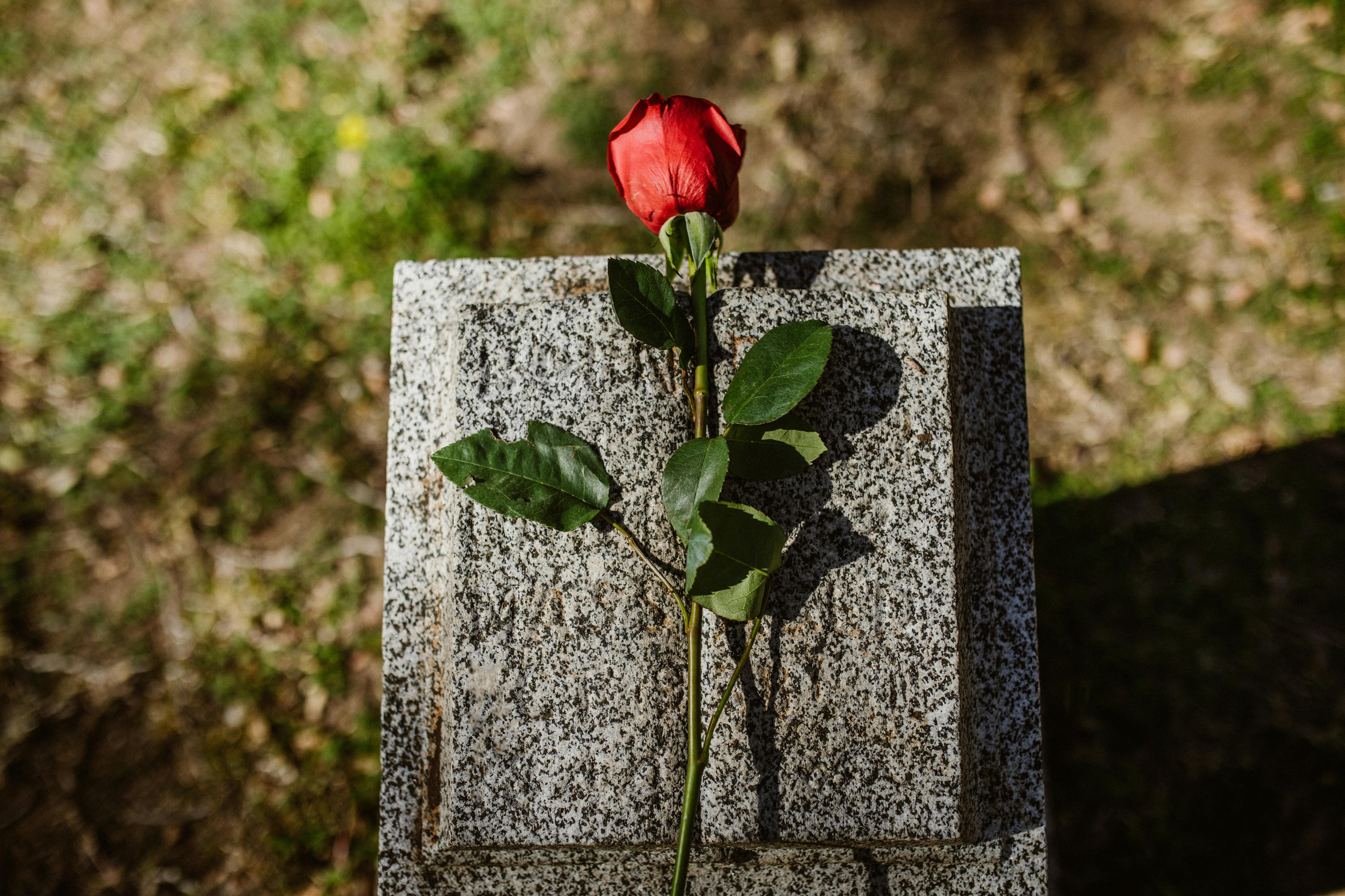 Flor de rosa en una lápida | Fuente: Pexels