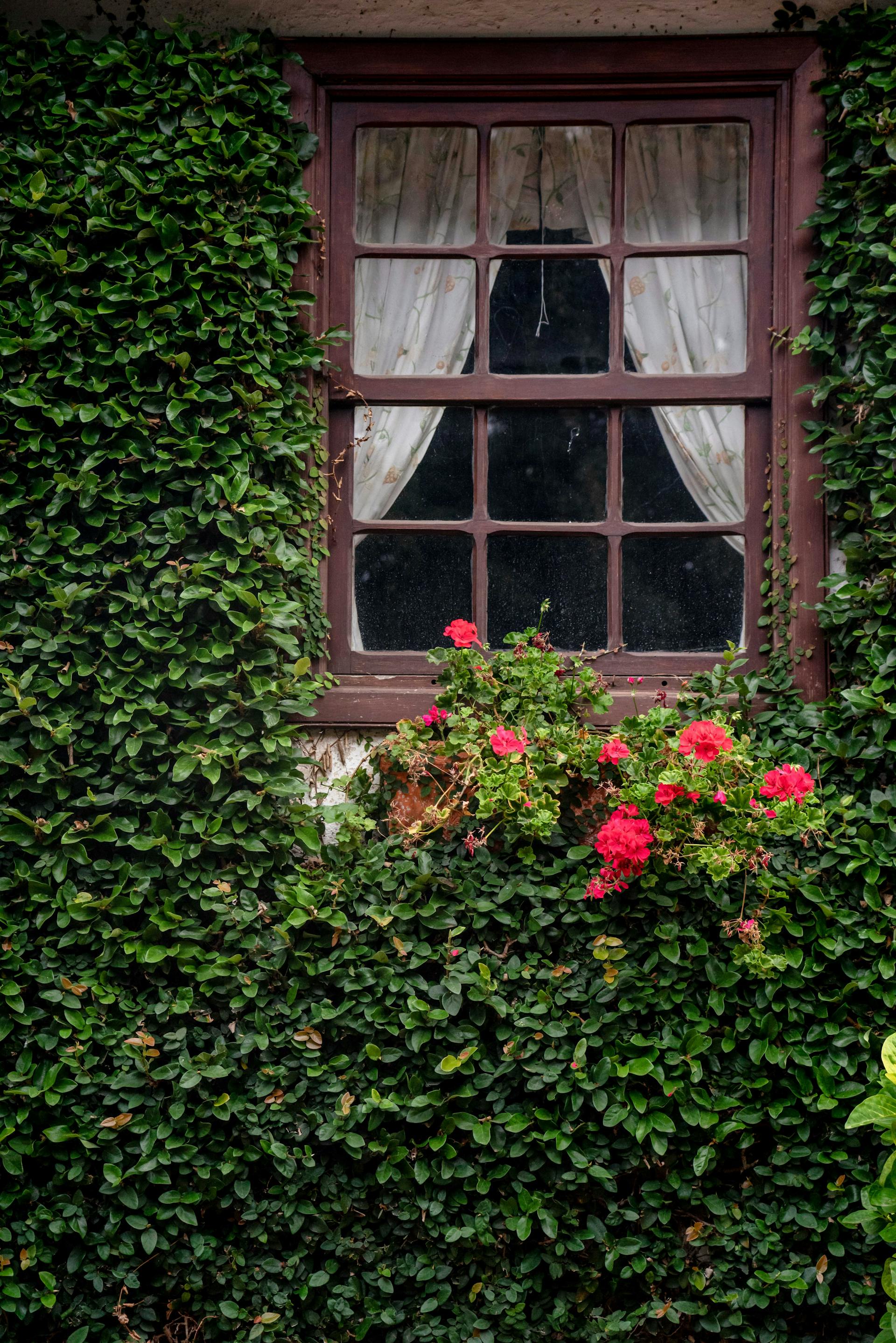Plantas alrededor de una ventana | Fuente: Pexels