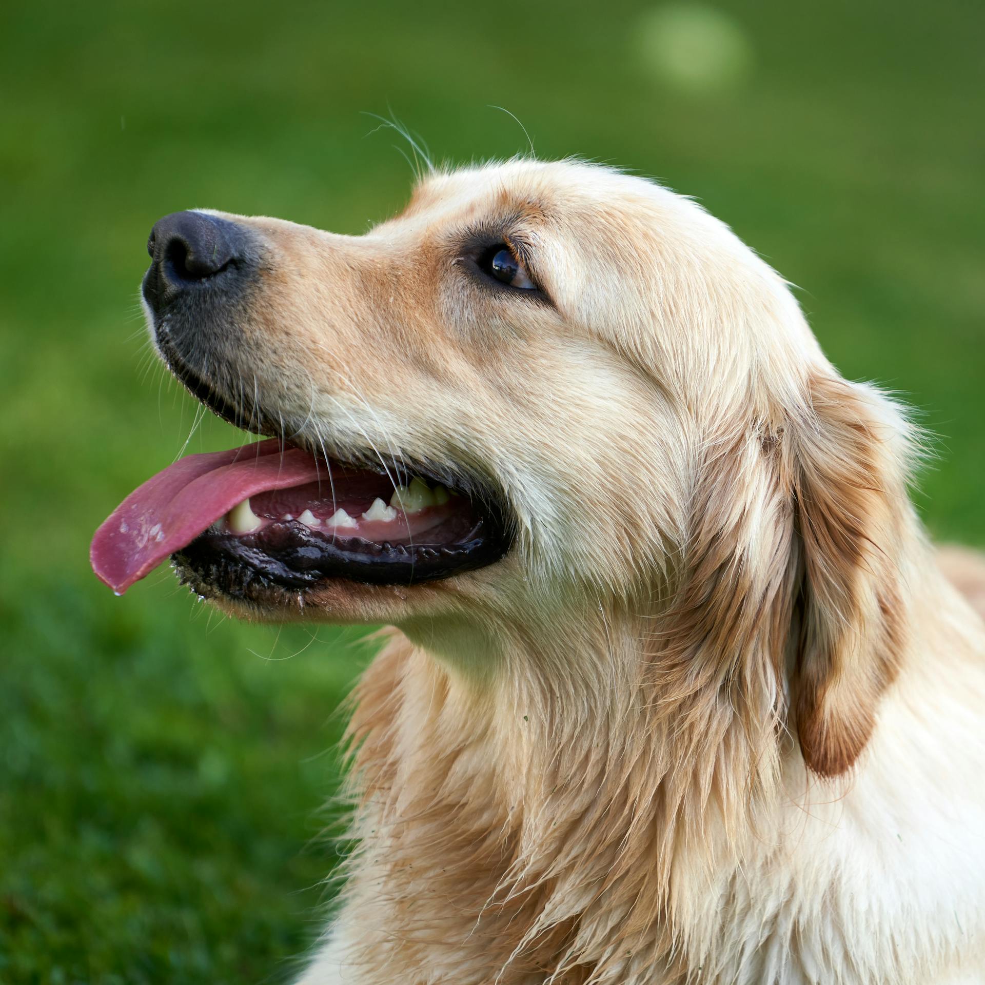 Primer plano de un golden retriever | Fuente: Pexels