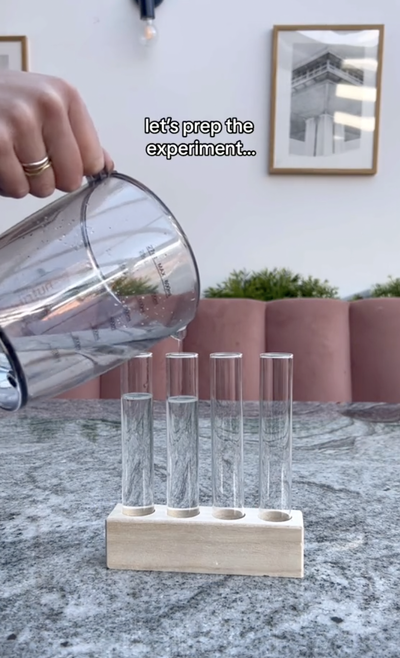 Dos tubos de ensayo llenos de agua filtrada para el experimento de propagación en un clip subido el 5 de octubre de 2024 | Fuente: TikTok/thelittlelifelately