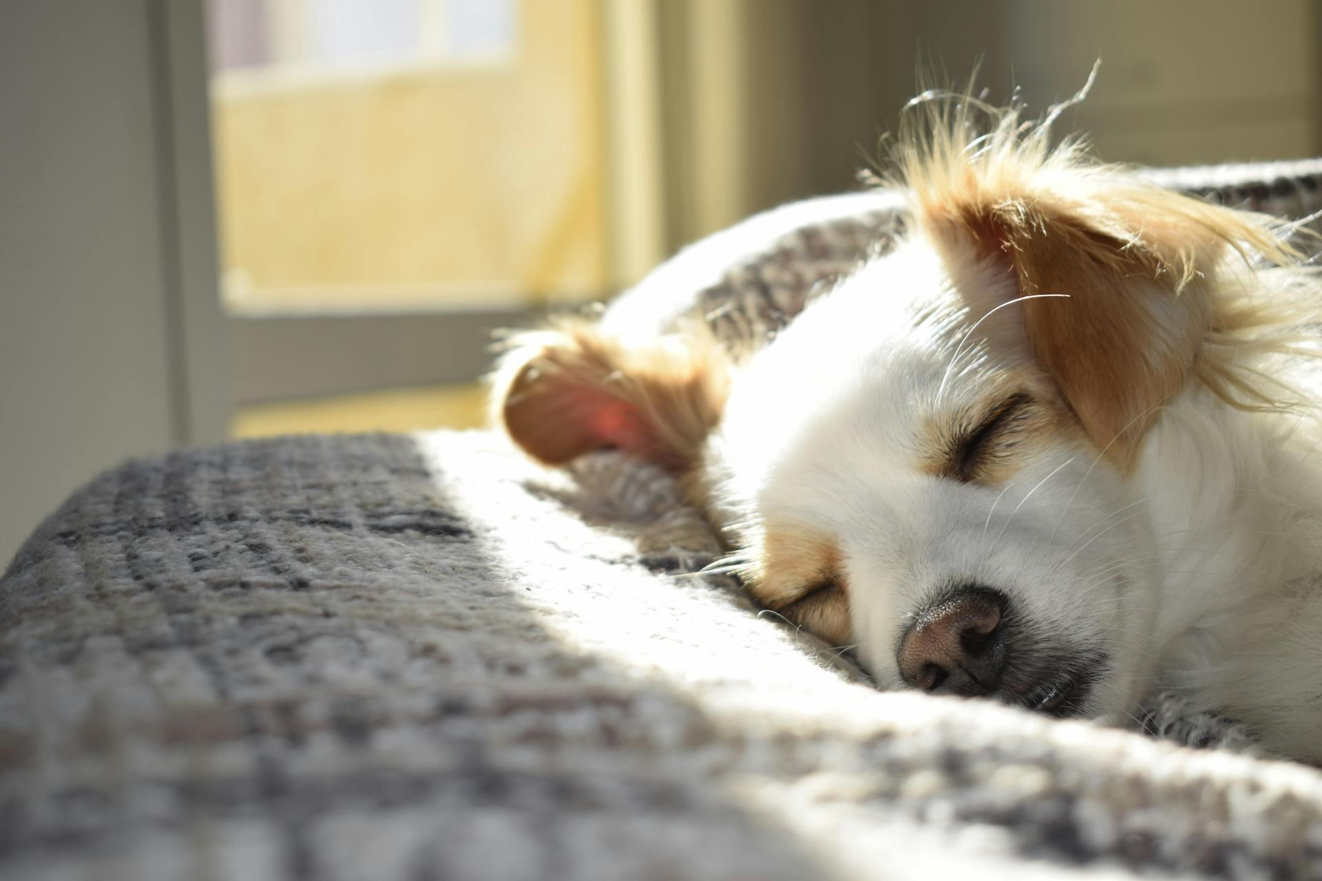 Un perro durmiendo | Fuente: Pexels
